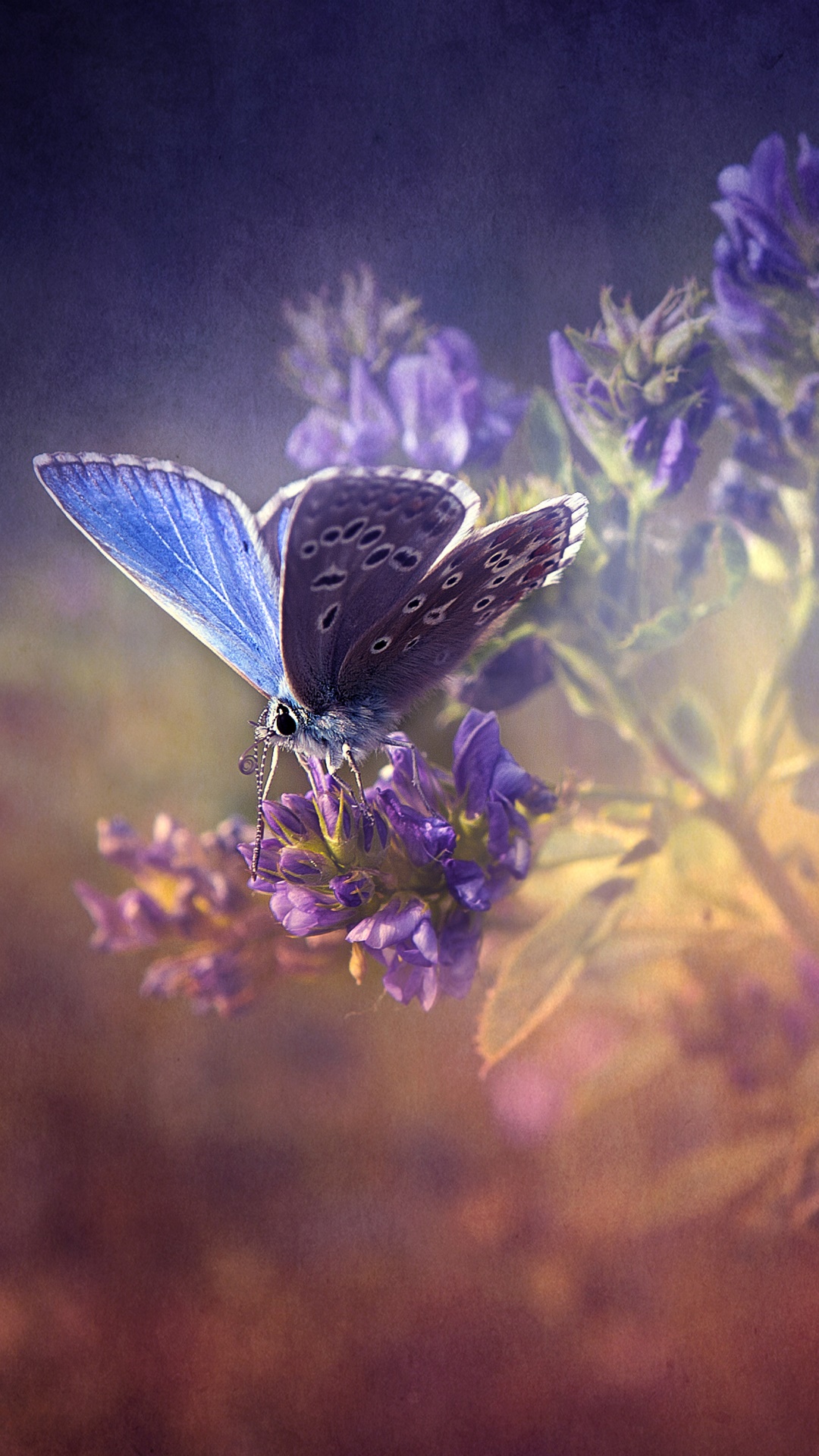 Animal Butterfly, 1080x1920, Phone HD Wallpaper