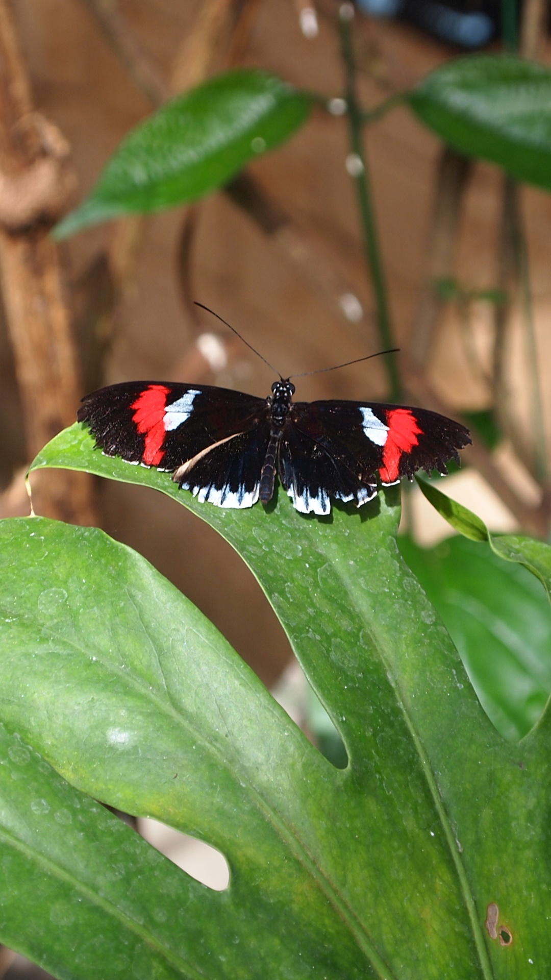 Animal Butterfly, 1080x1920, Phone HD Wallpaper