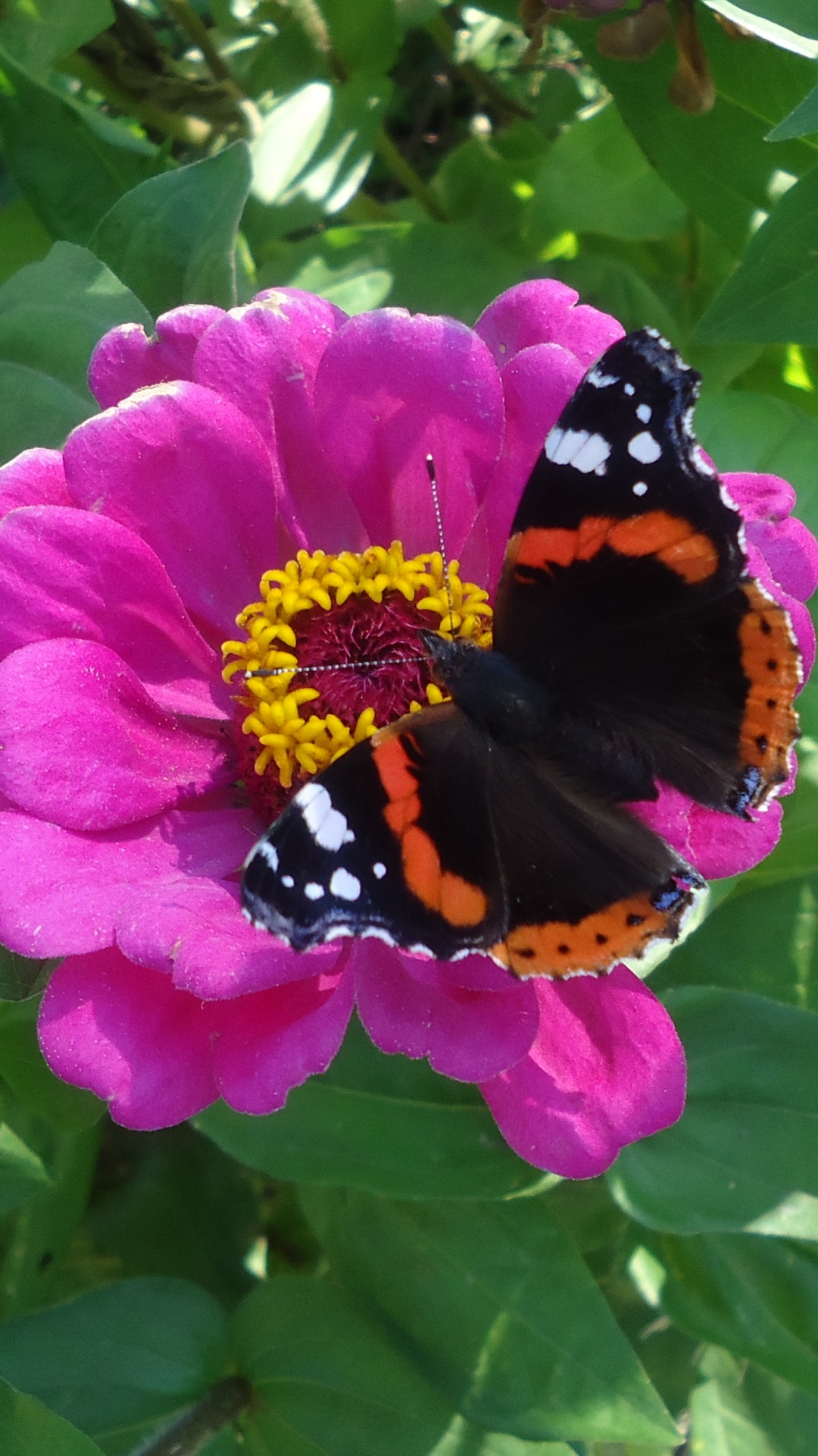 Animal Butterfly, 1080x1920, Phone HD Wallpaper