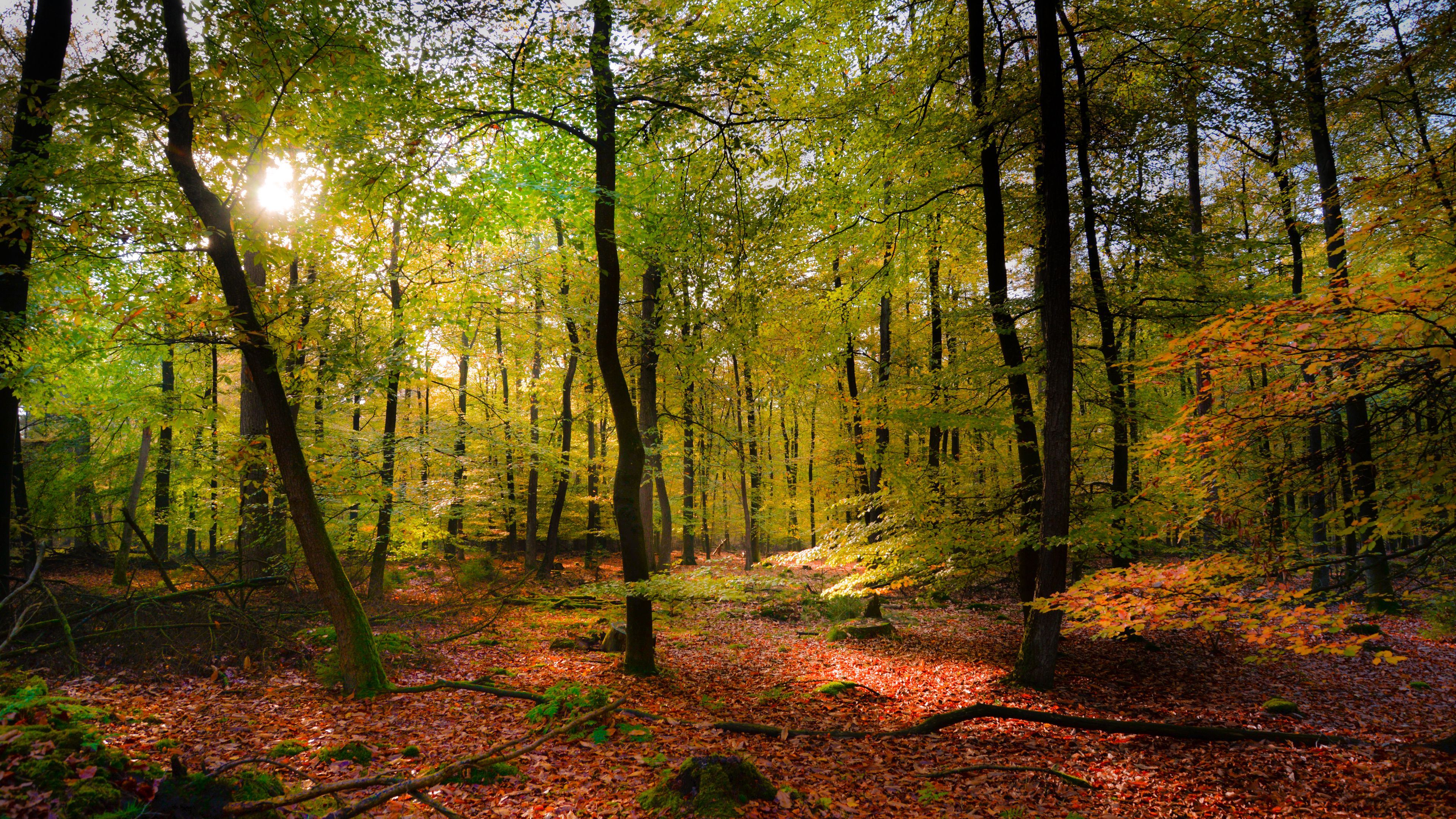 forest, rays sun, foliage, landscape, 4k, HD Wallpaper