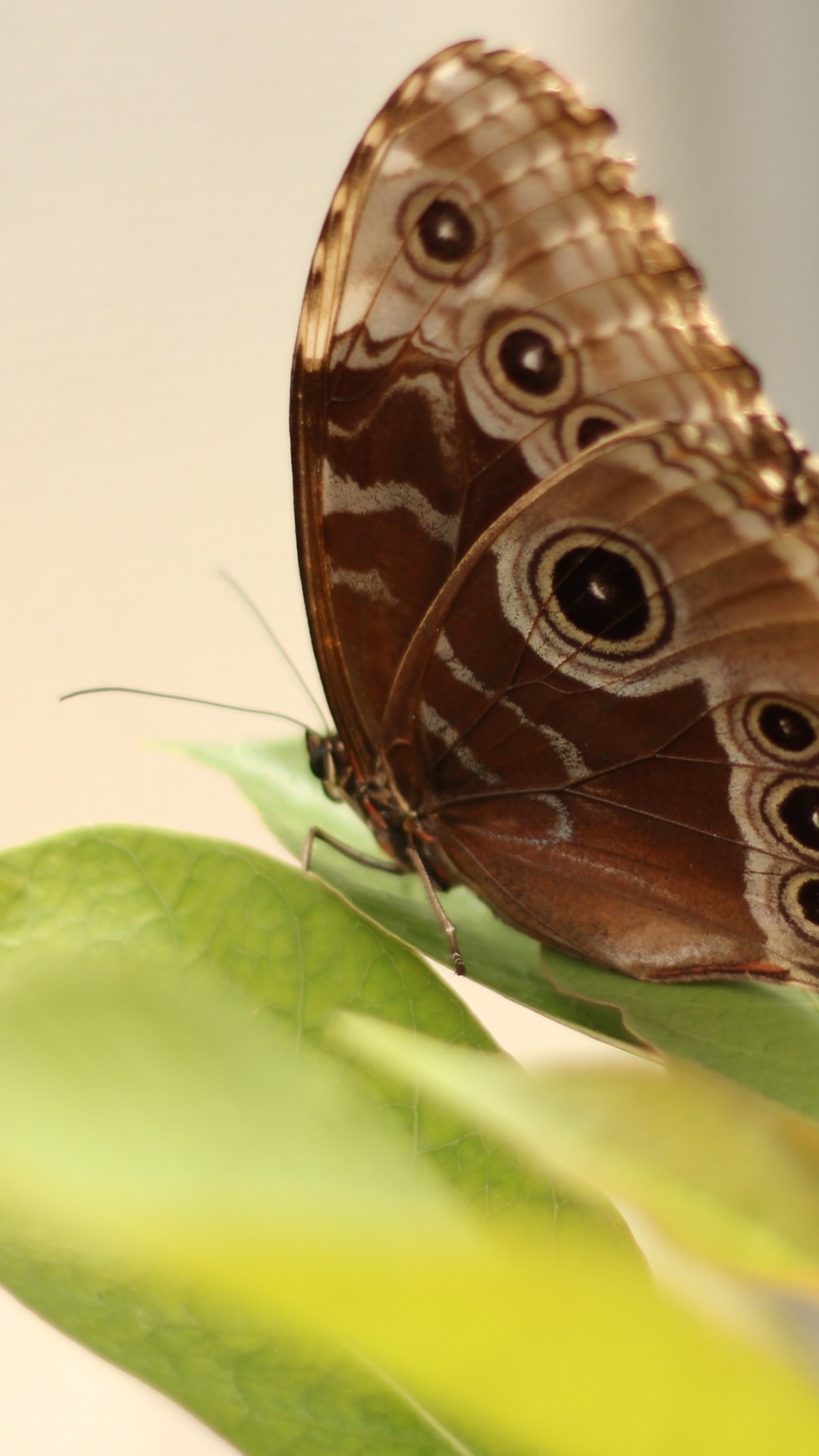 Animal Butterfly, 1080x1920, Phone HD Wallpaper