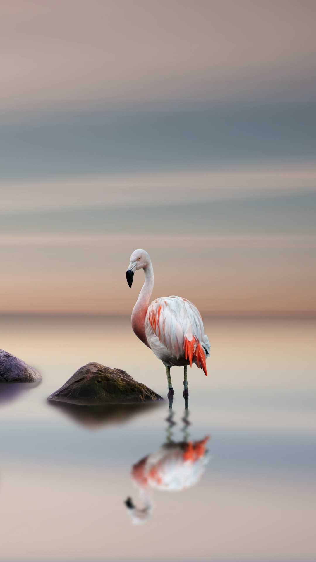Animal Flamingo, Reflection, Bird, Horizon, 1080x1920, Phone HD Wallpaper