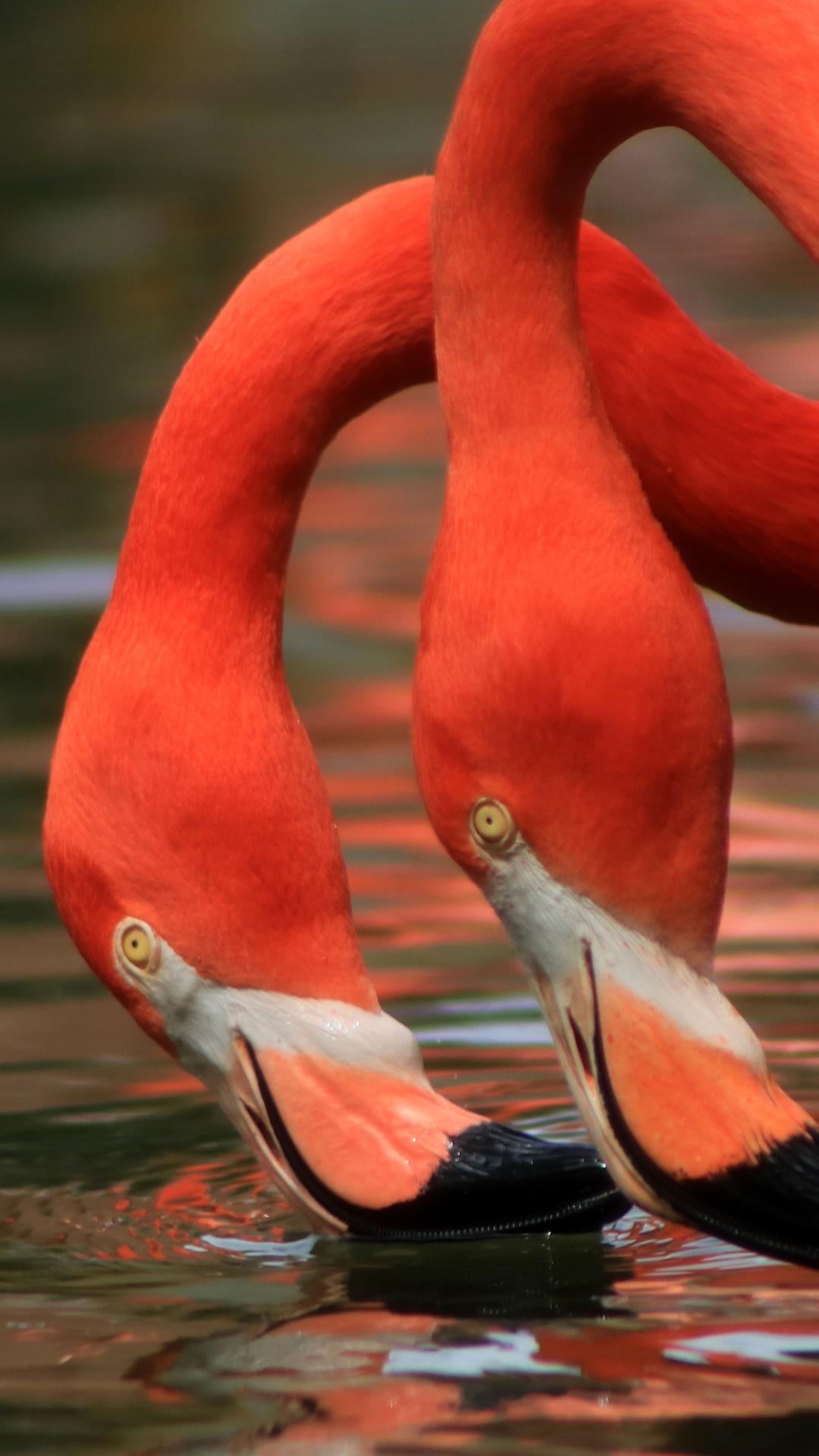 Animal Flamingo, Bird, 1080x1920, Phone HD Wallpaper
