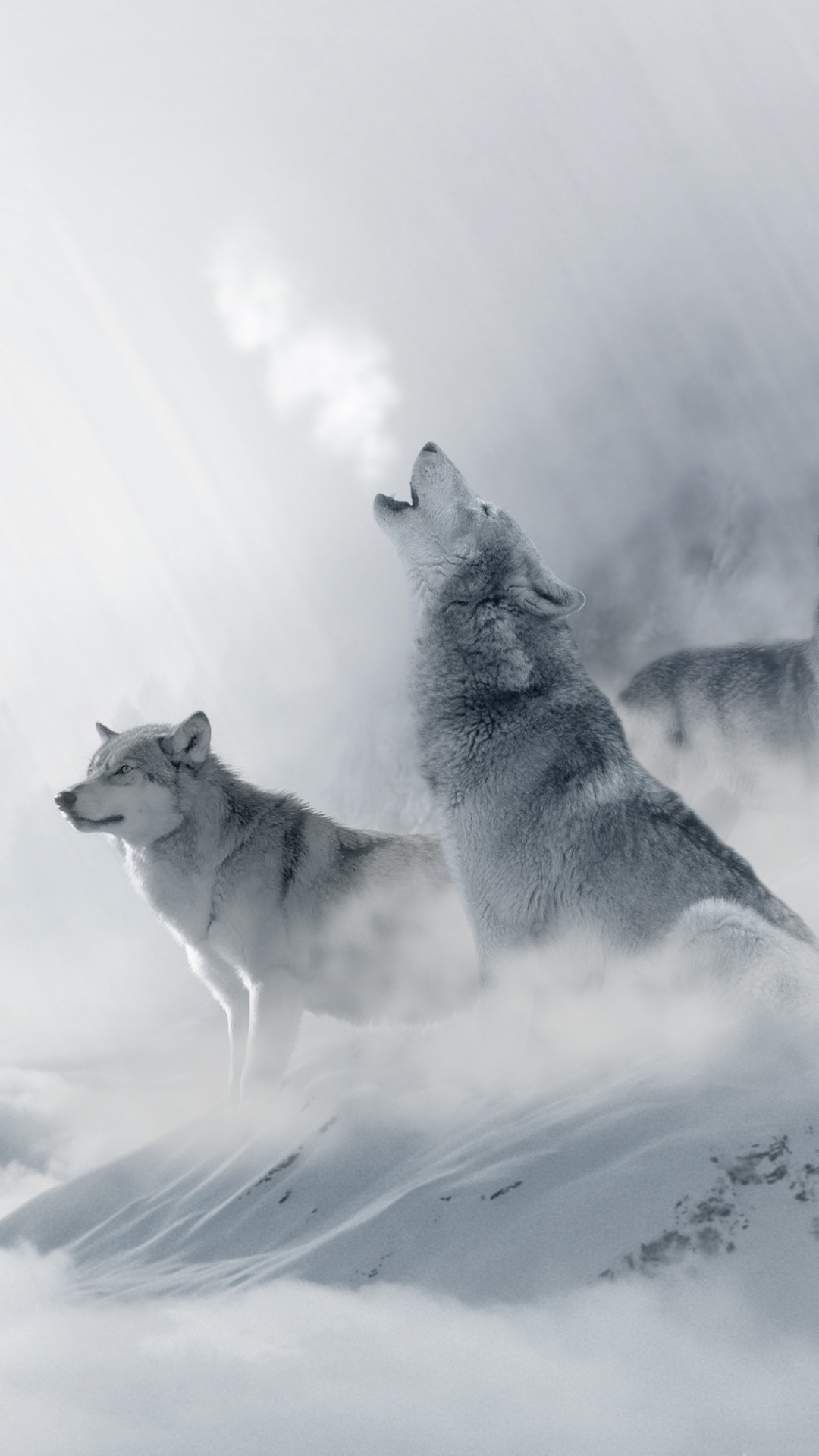 Animal Wolf, Winter, 1080x1920, Phone HD Wallpaper
