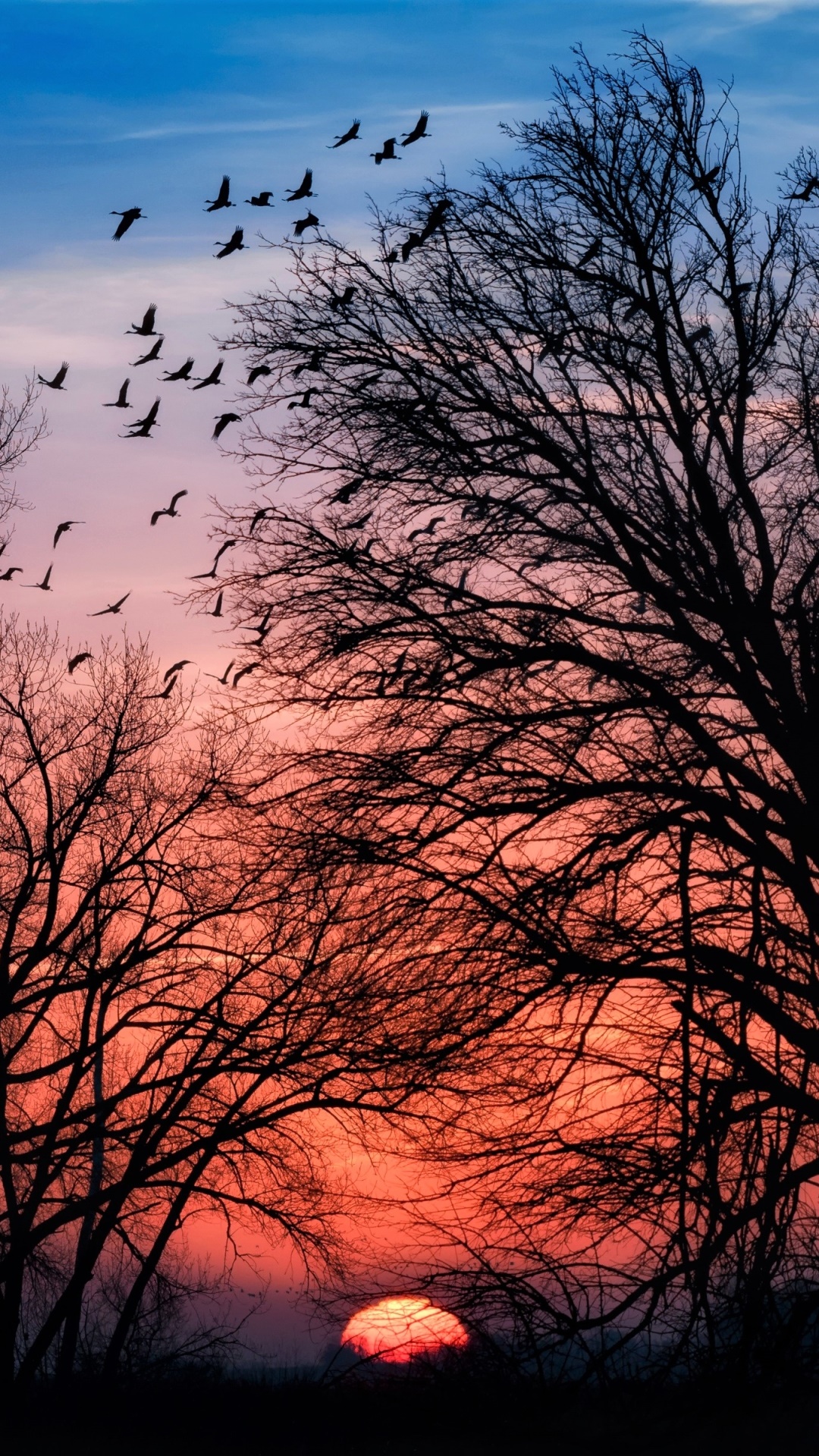 Earth Sunset, Silhouette, Sun, Tree, 1080x1920, Phone HD Wallpaper