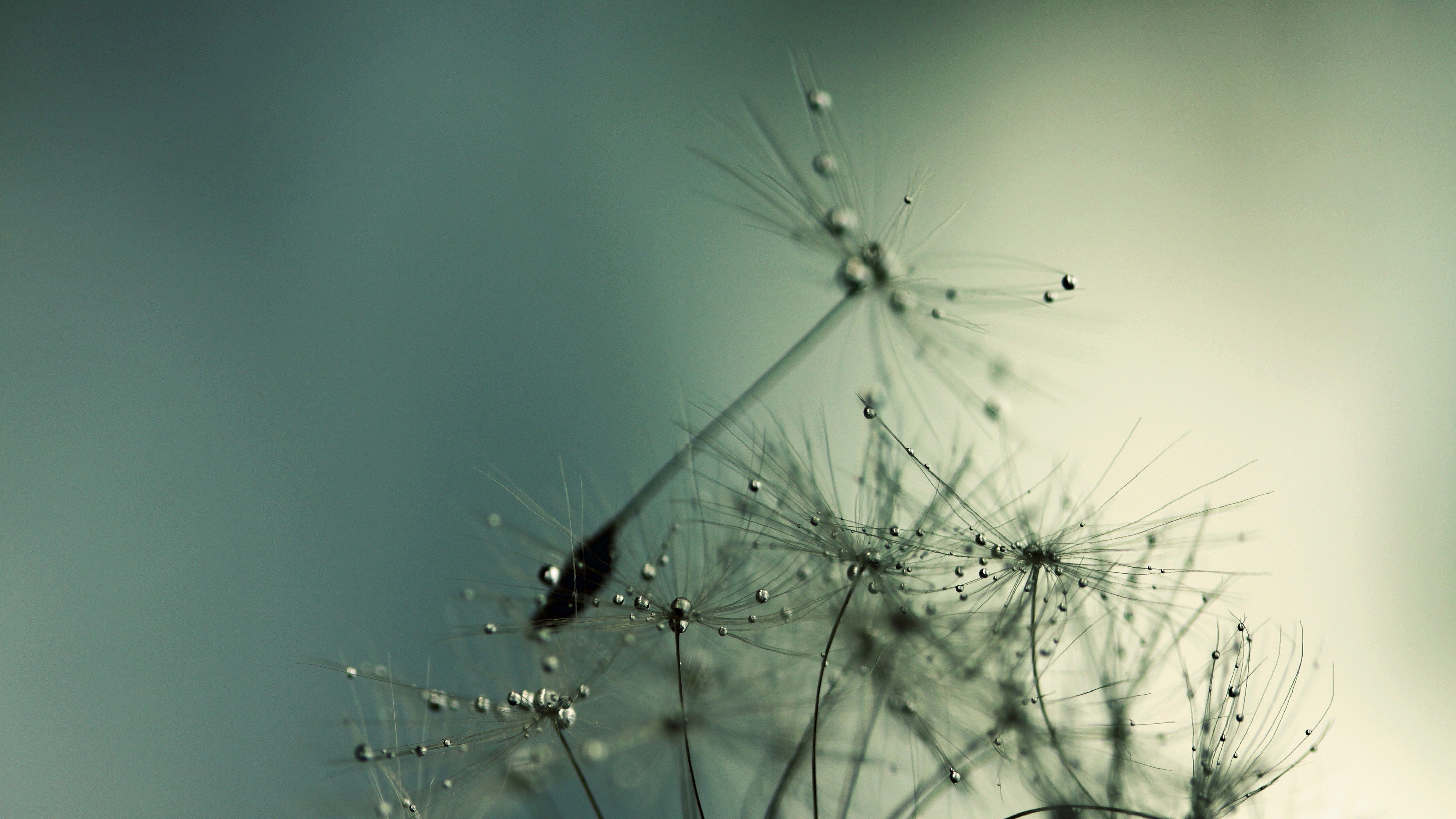 Dandelion, HD, macro, flowers, HD Wallpaper