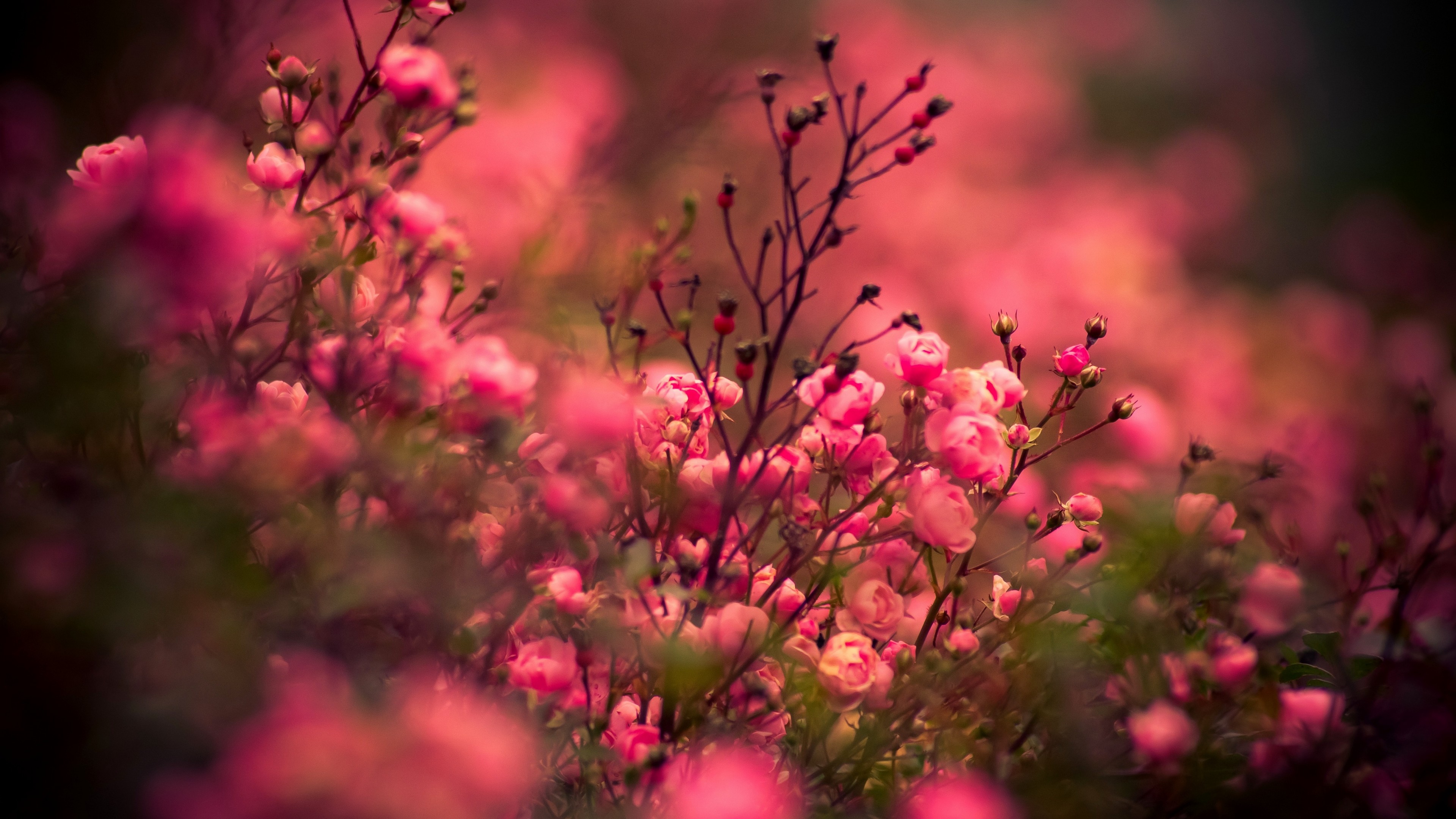 rose, 4K, pink, bokeh, HD Wallpaper