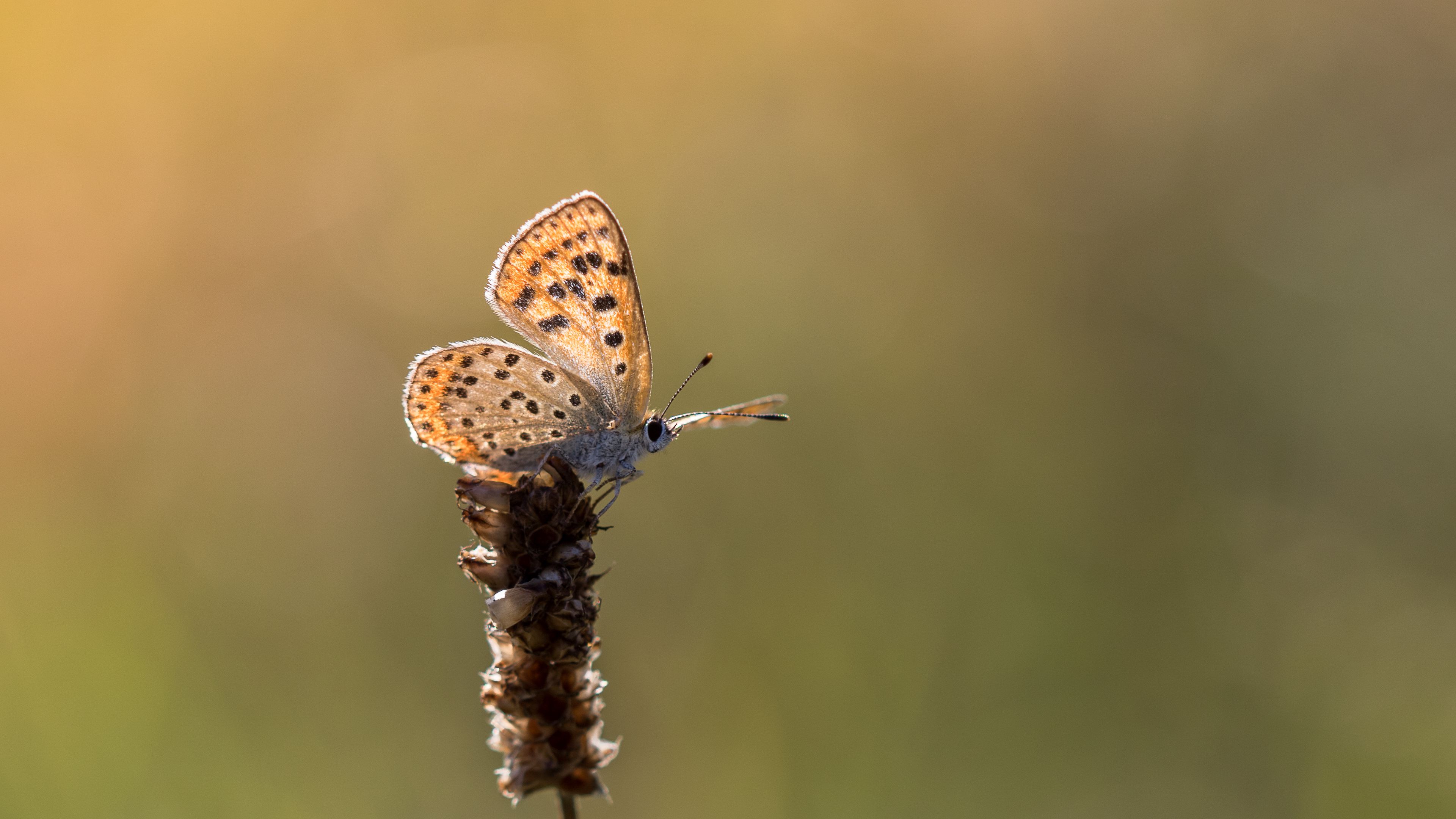 butterfly, brown, macro, plant, 4k, HD Wallpaper