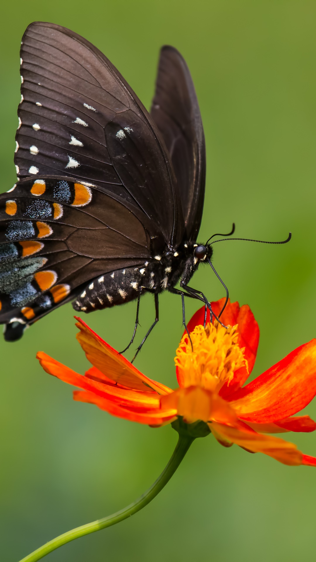 Animal Butterfly, Close-up, Insect, Orange Flower, 1080x1920, Phone HD Wallpaper