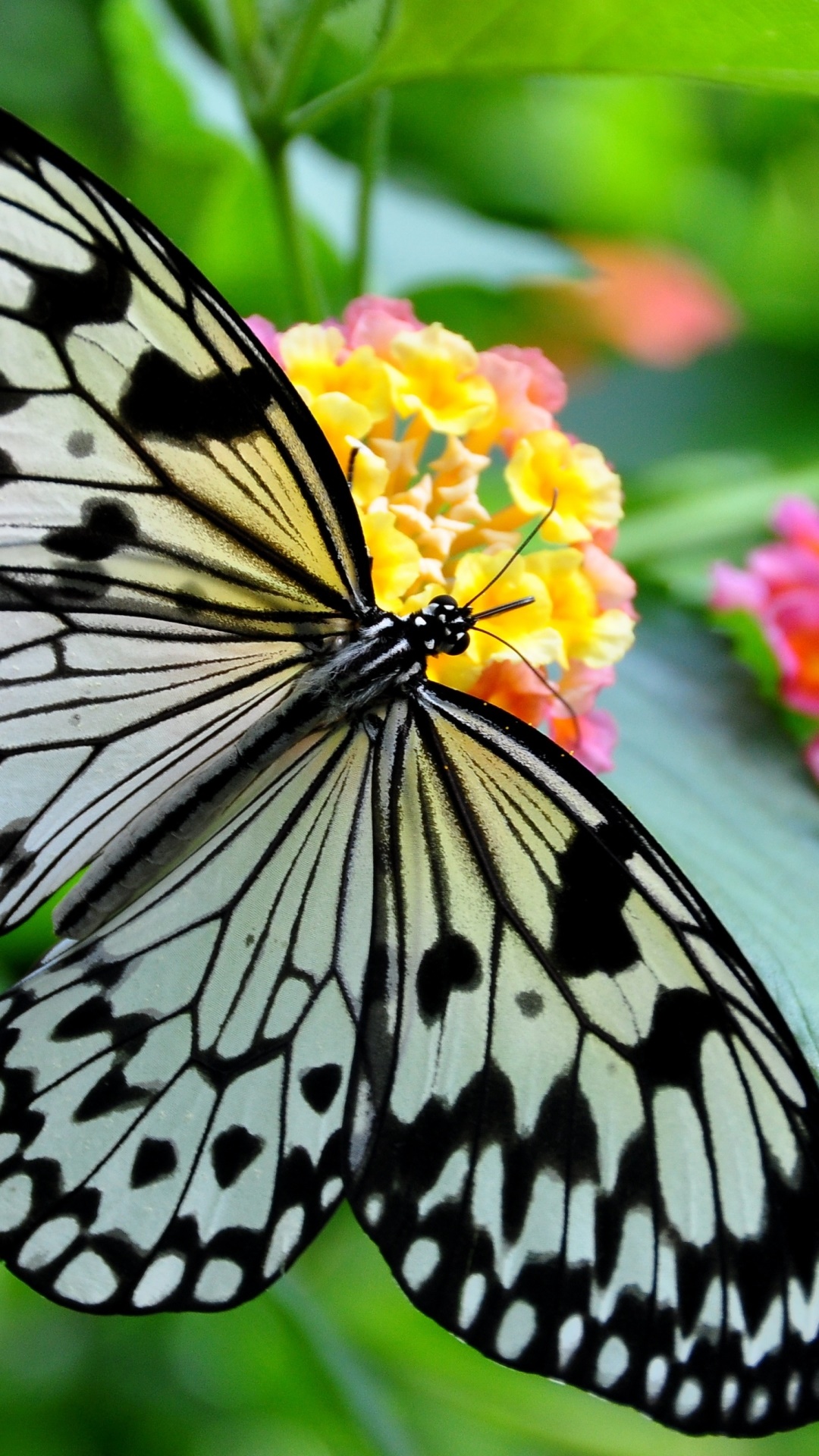 Animal Butterfly, Macro, Close-up, Black and White, Flower, Insect, 1080x1920, Phone HD Wallpaper