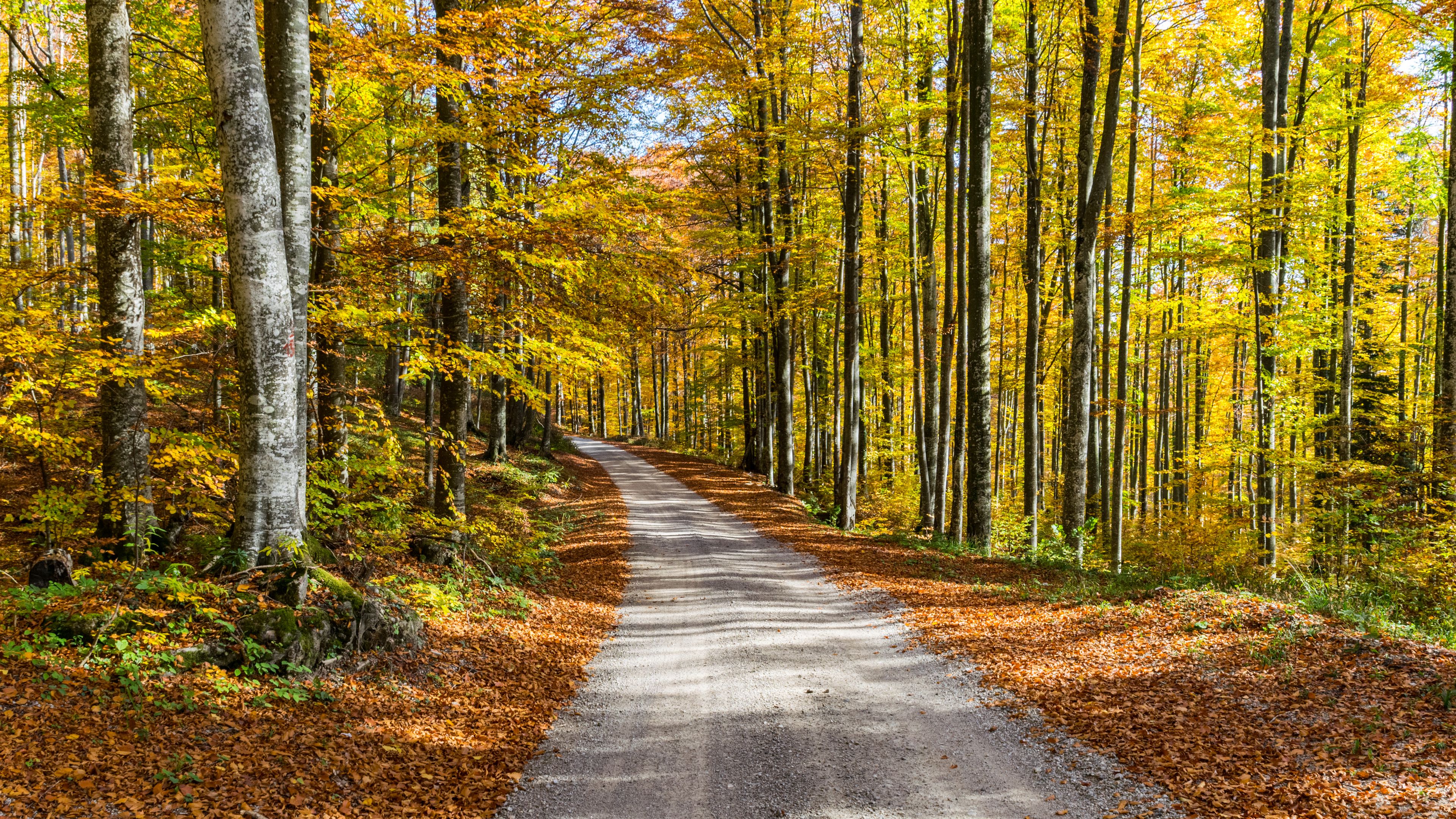 road, autumn, trees, foliage, 4k, HD Wallpaper