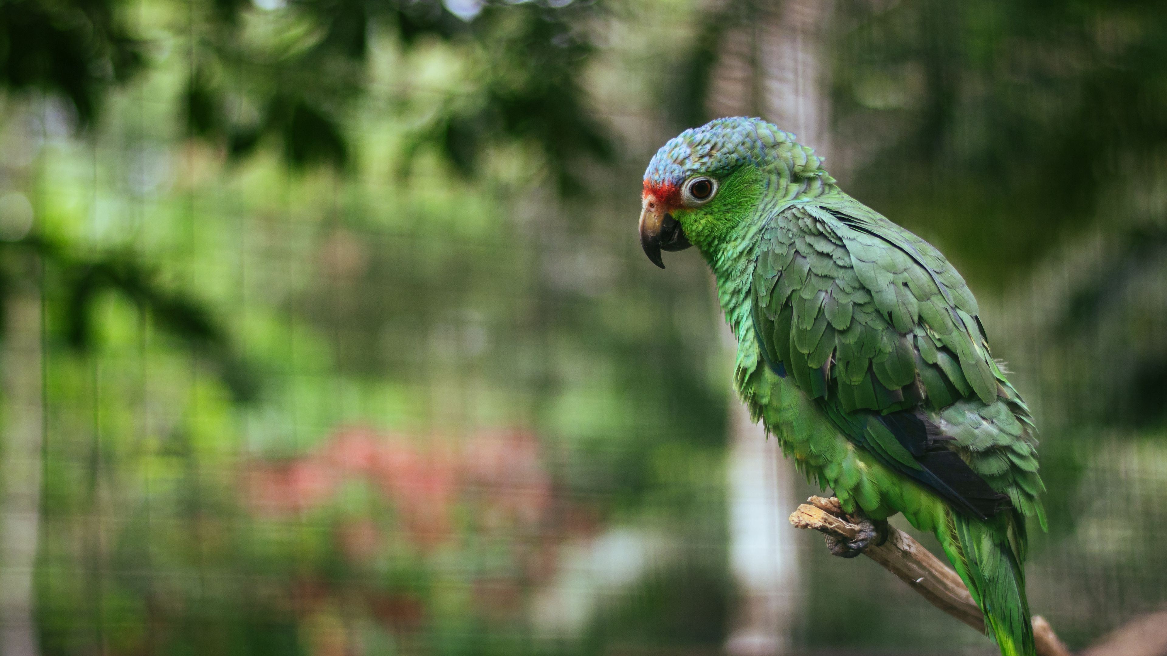 parrot, colorful, bird, cute, 4k, HD Wallpaper