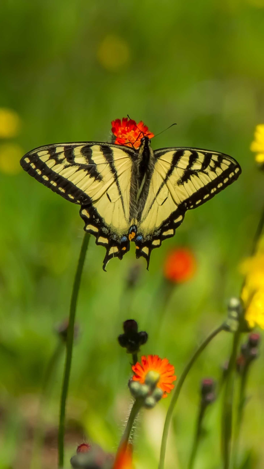 Animal Butterfly, White Flower, Flower, Orange Flower, Insect, 1080x1920, Phone HD Wallpaper