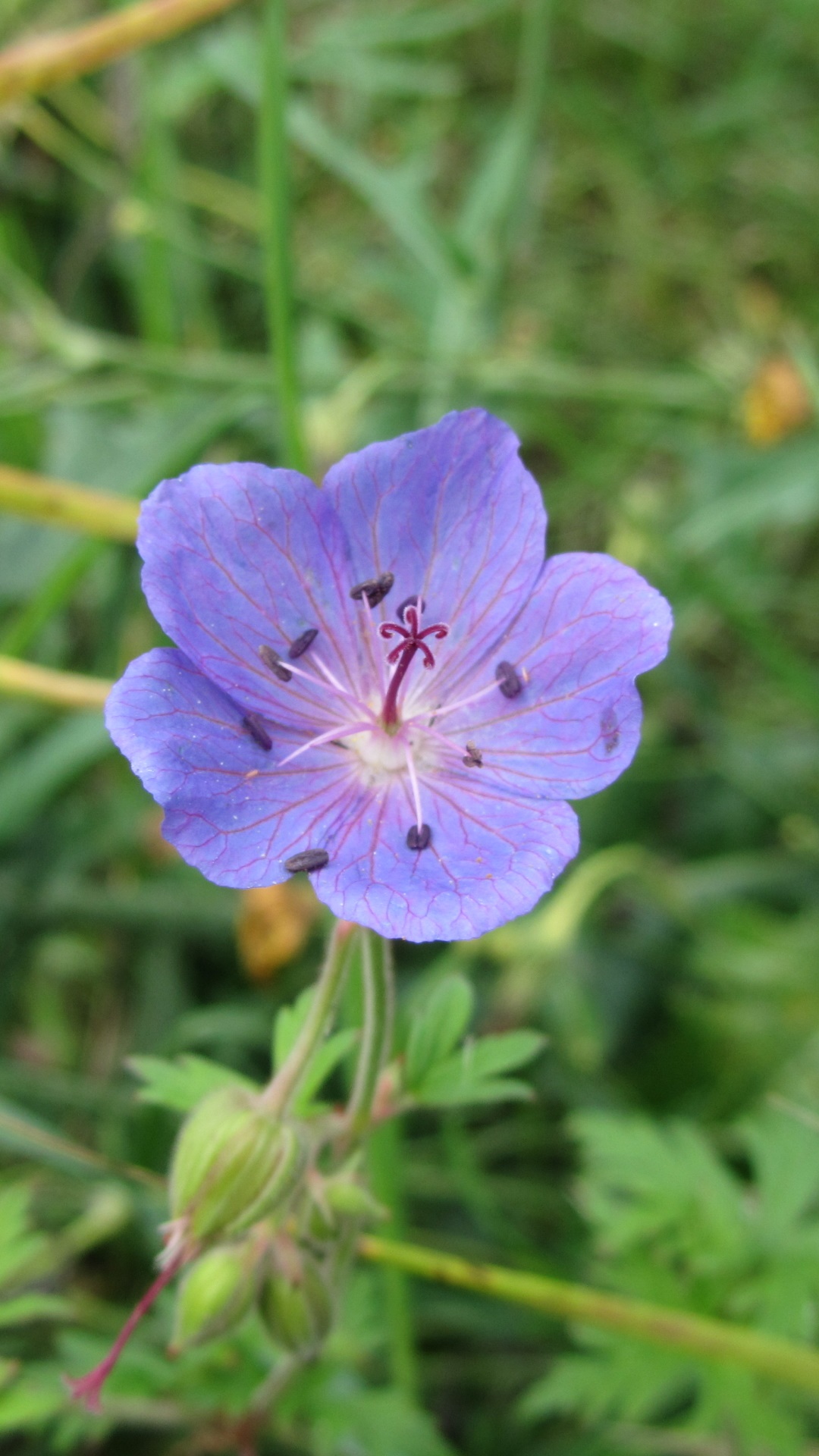Earth Flower, 1080x1920, Phone HD Wallpaper