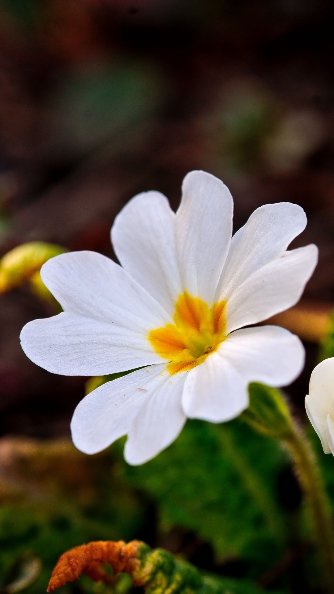 Earth Flower, 1080x1920, Phone HD Wallpaper