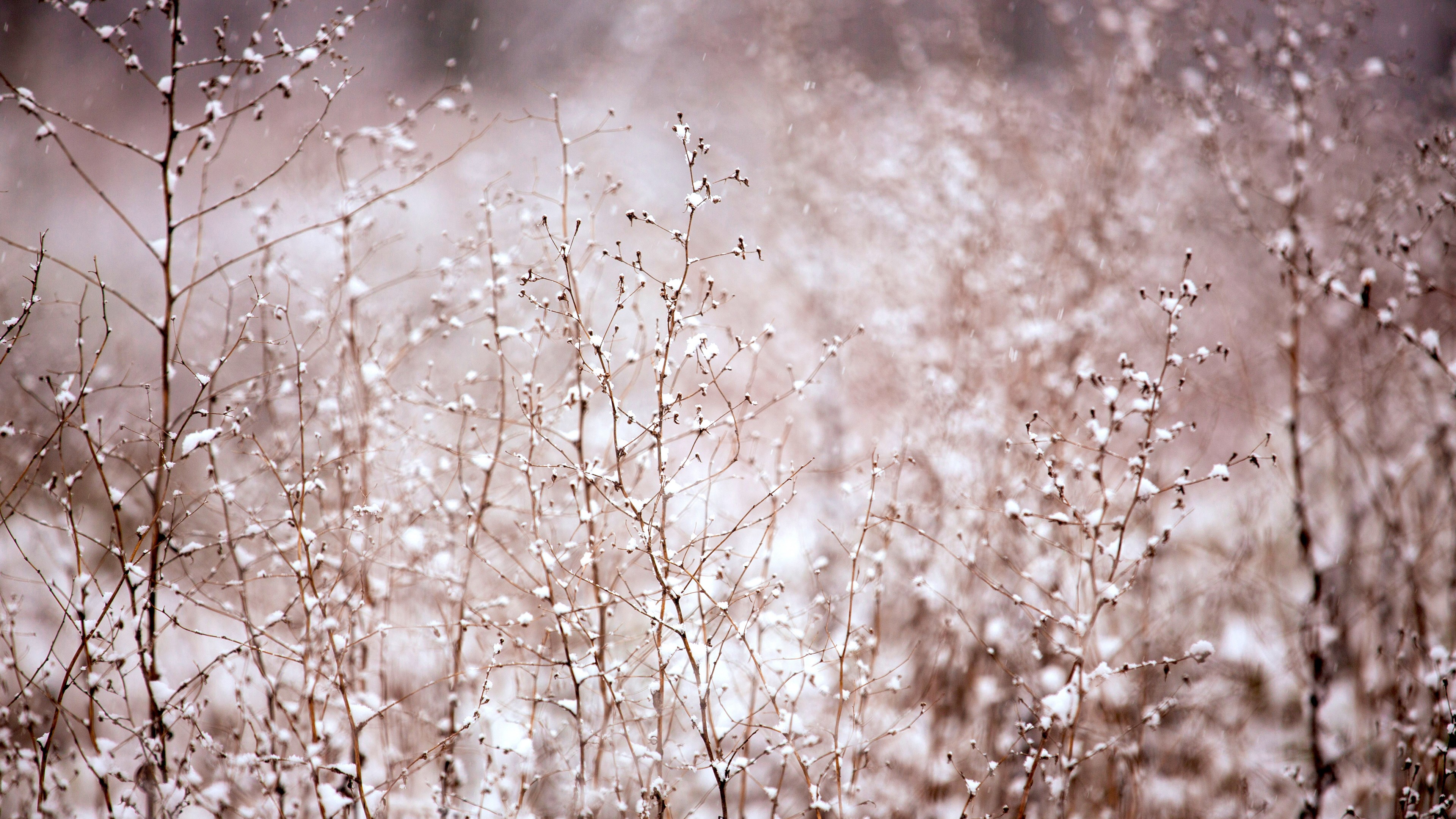 Bush, 4k, meadows, pink, snow, HD Wallpaper