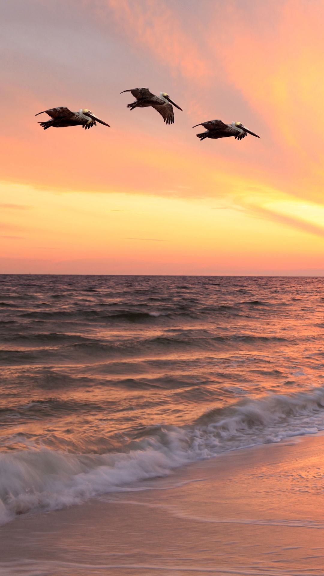 Earth Sunset, Pelican, Earth, Sea, Ocean, Horizon, 1080x1920, Phone HD Wallpaper