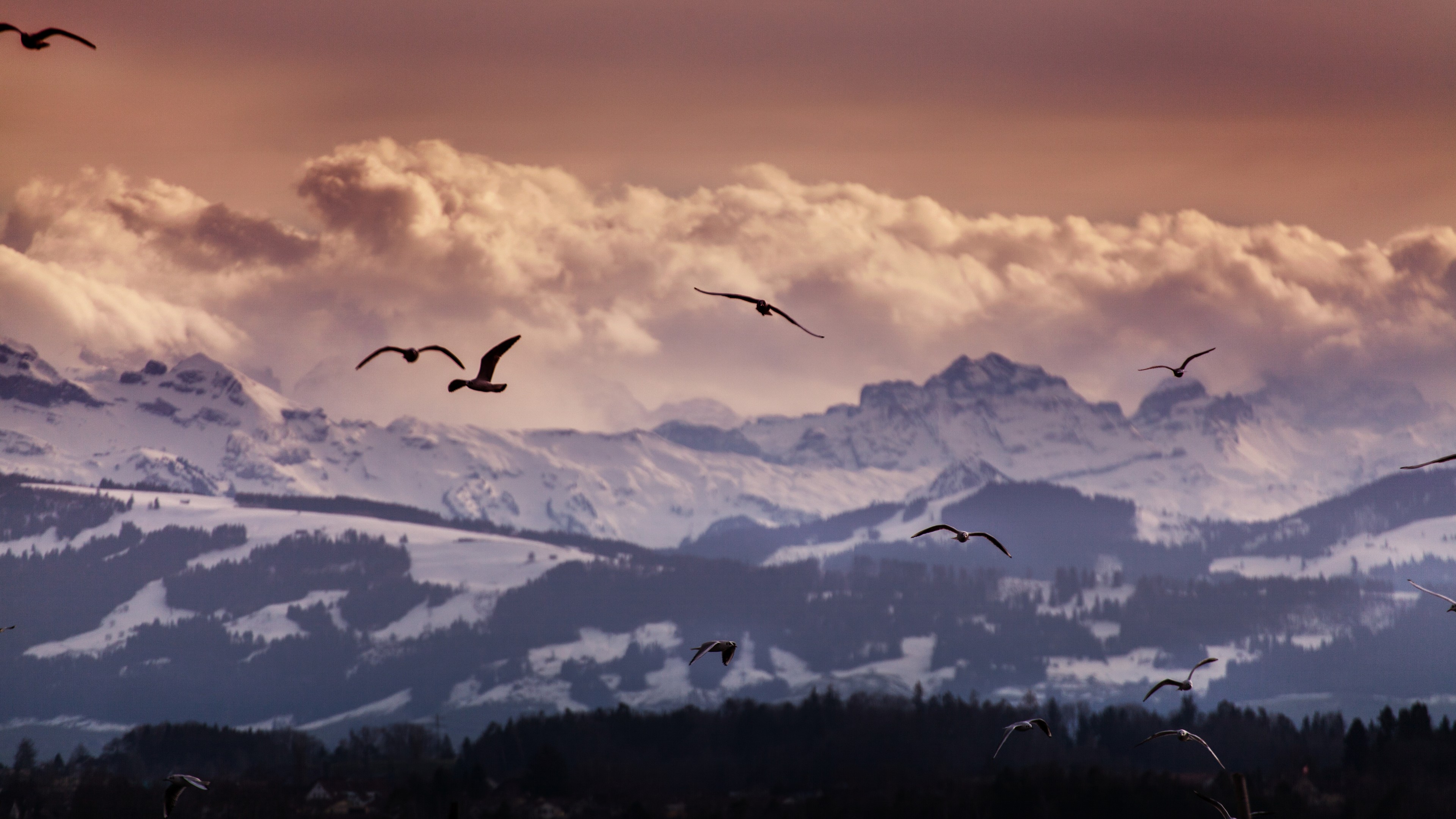 Switzerland, 4k, Alps, mountains, seagulls, clouds, HD Wallpaper
