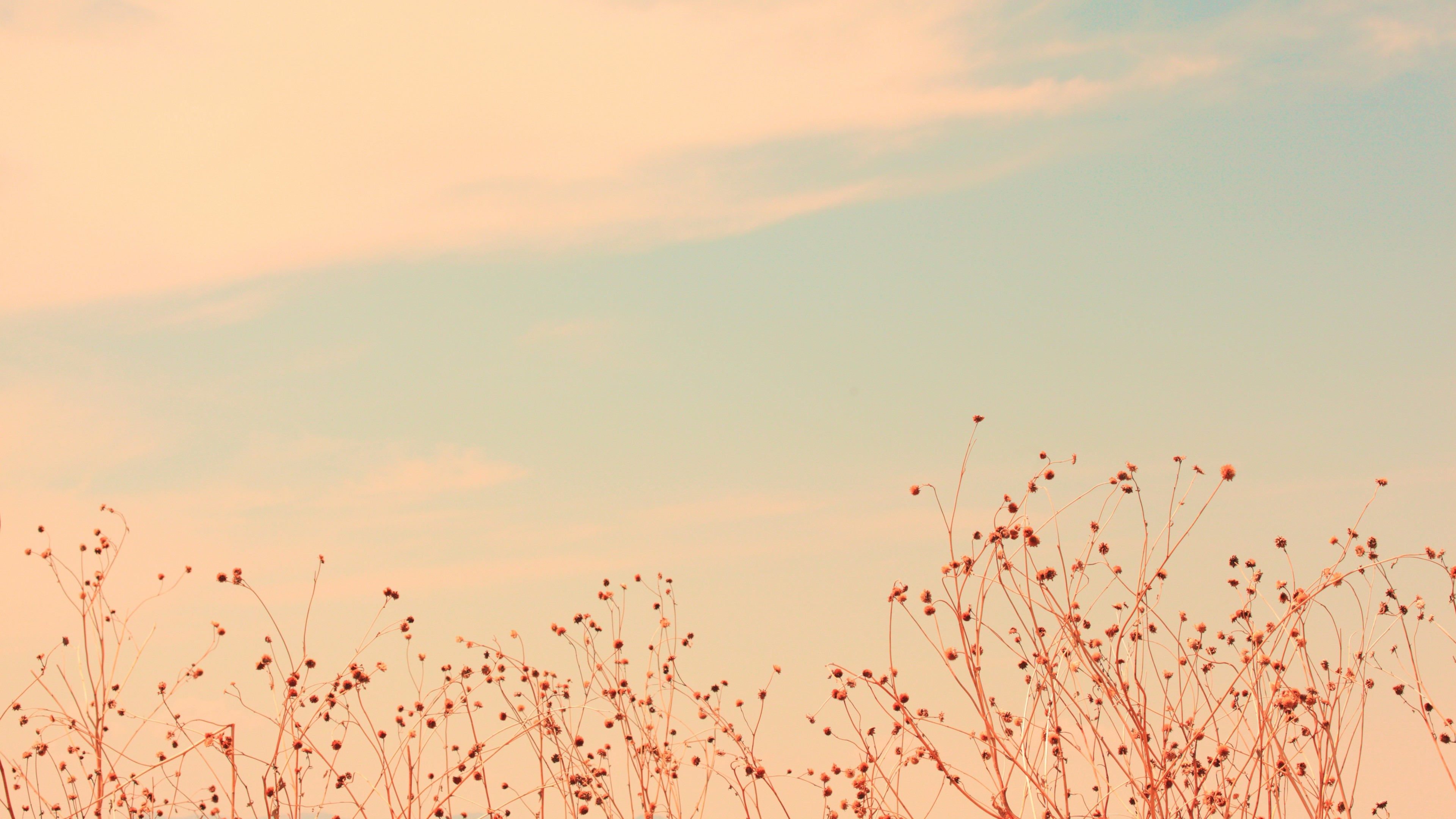 Meadows, 4K, wildflowers, clouds, sky, HD Wallpaper