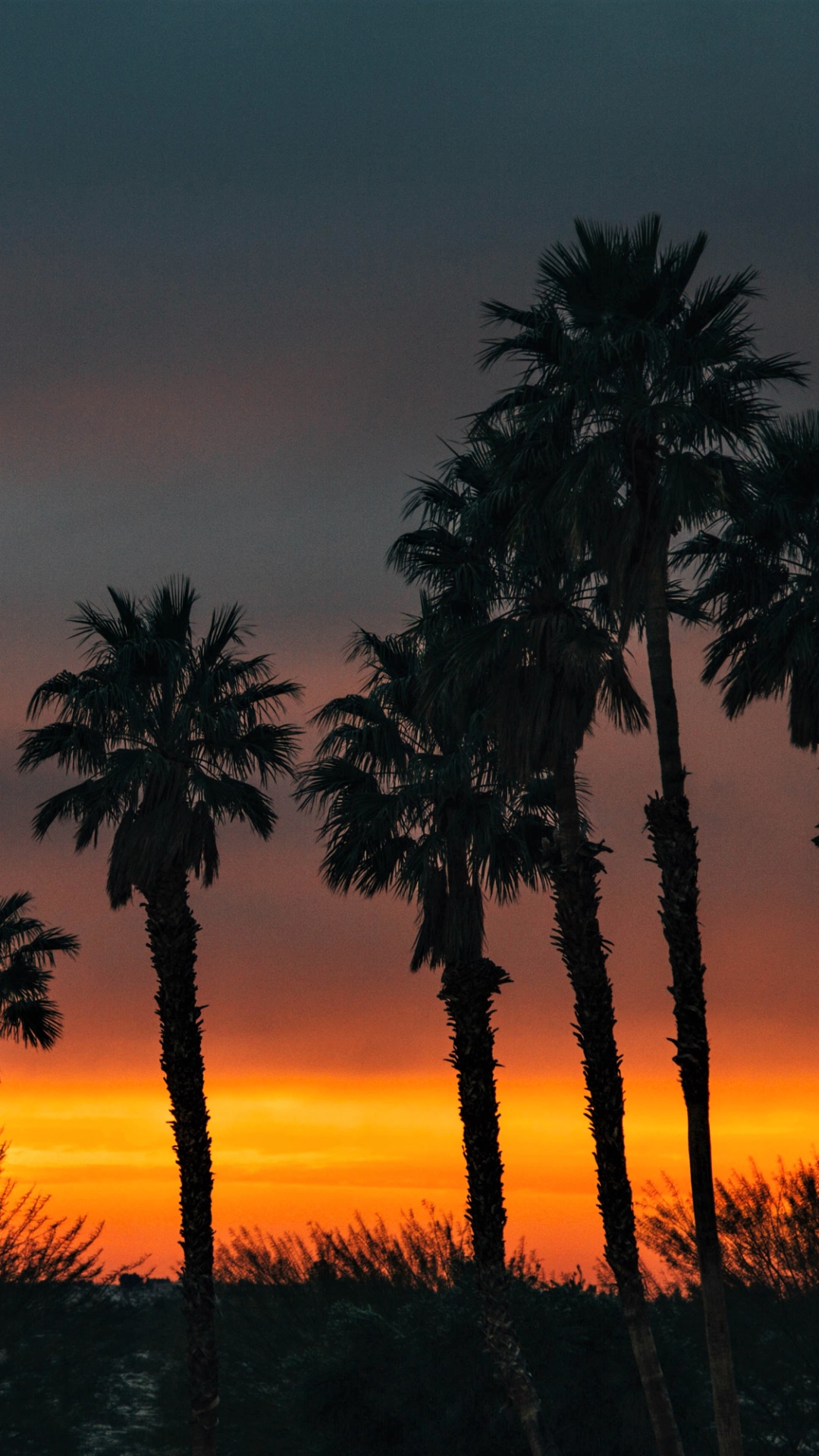 Earth Sunset, Tropical, Palm Tree, Silhouette, Earth, 1080x1920, Phone HD Wallpaper