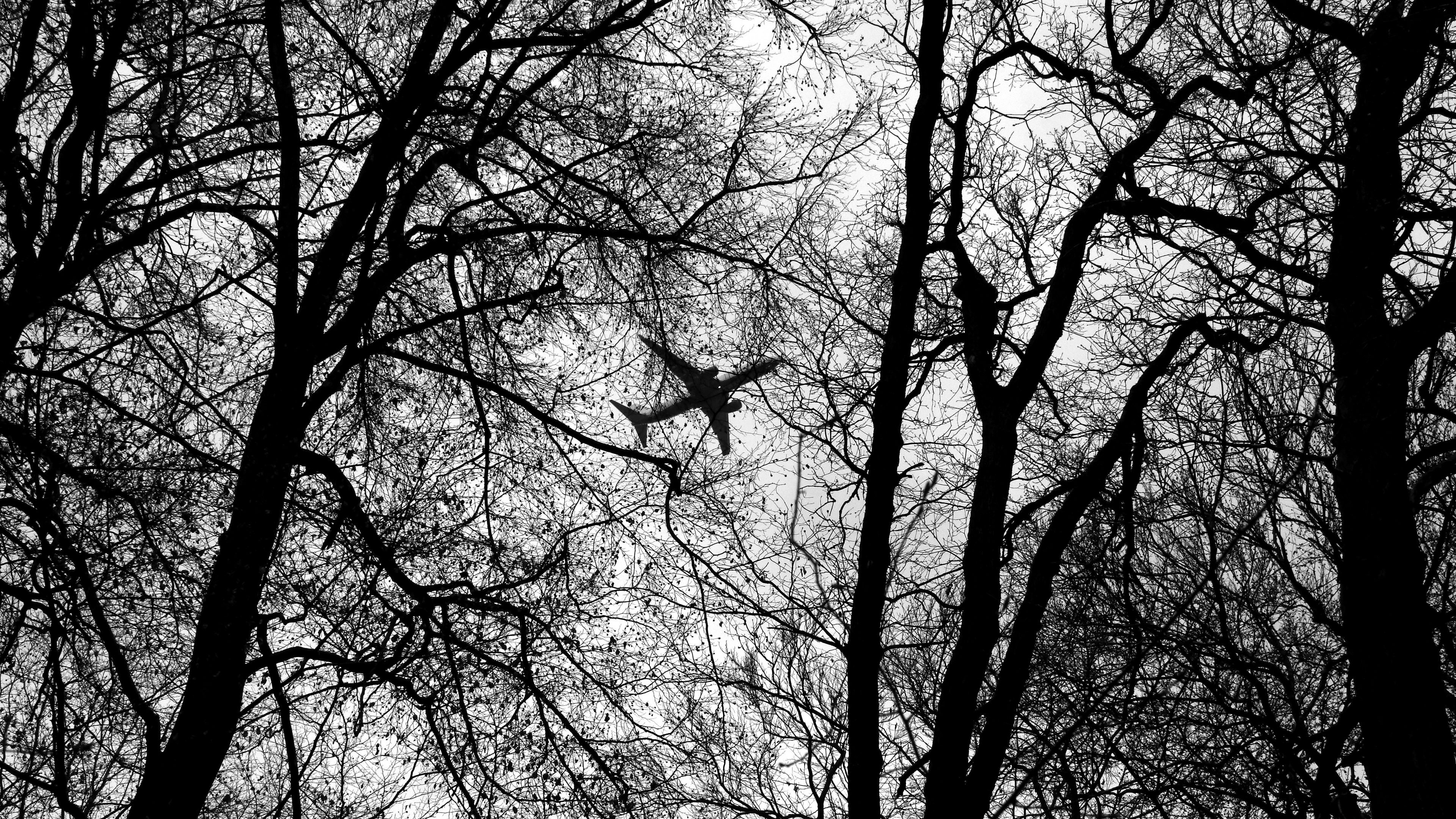 bw, plane, branches, trees, 4k, HD Wallpaper