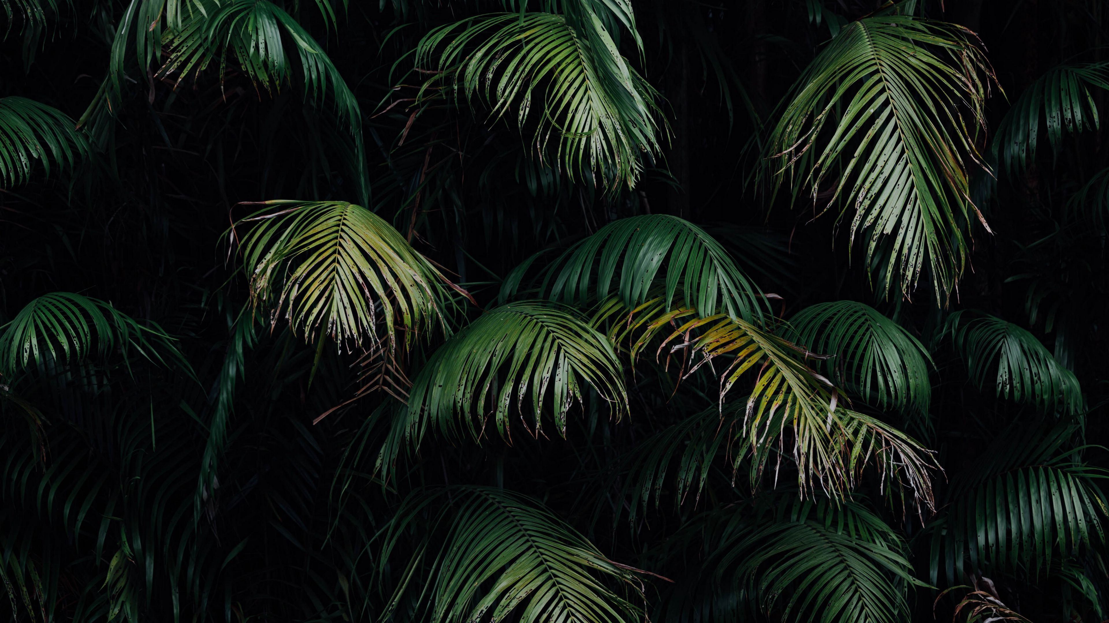 branches, leaves, green, dark, 4k, HD Wallpaper
