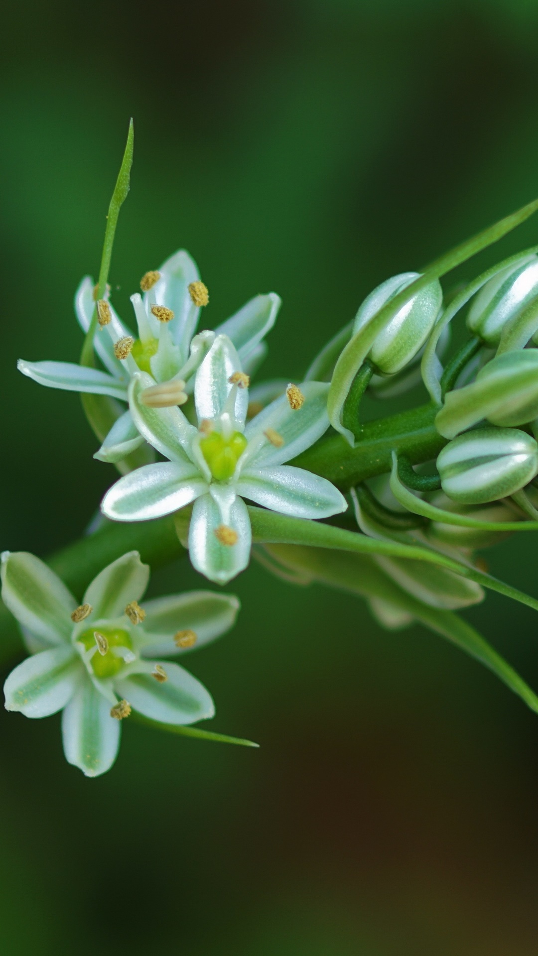 Earth Flower, Earth, Nature, Green, Close-up, Blossom, 1080x1920, Phone HD Wallpaper