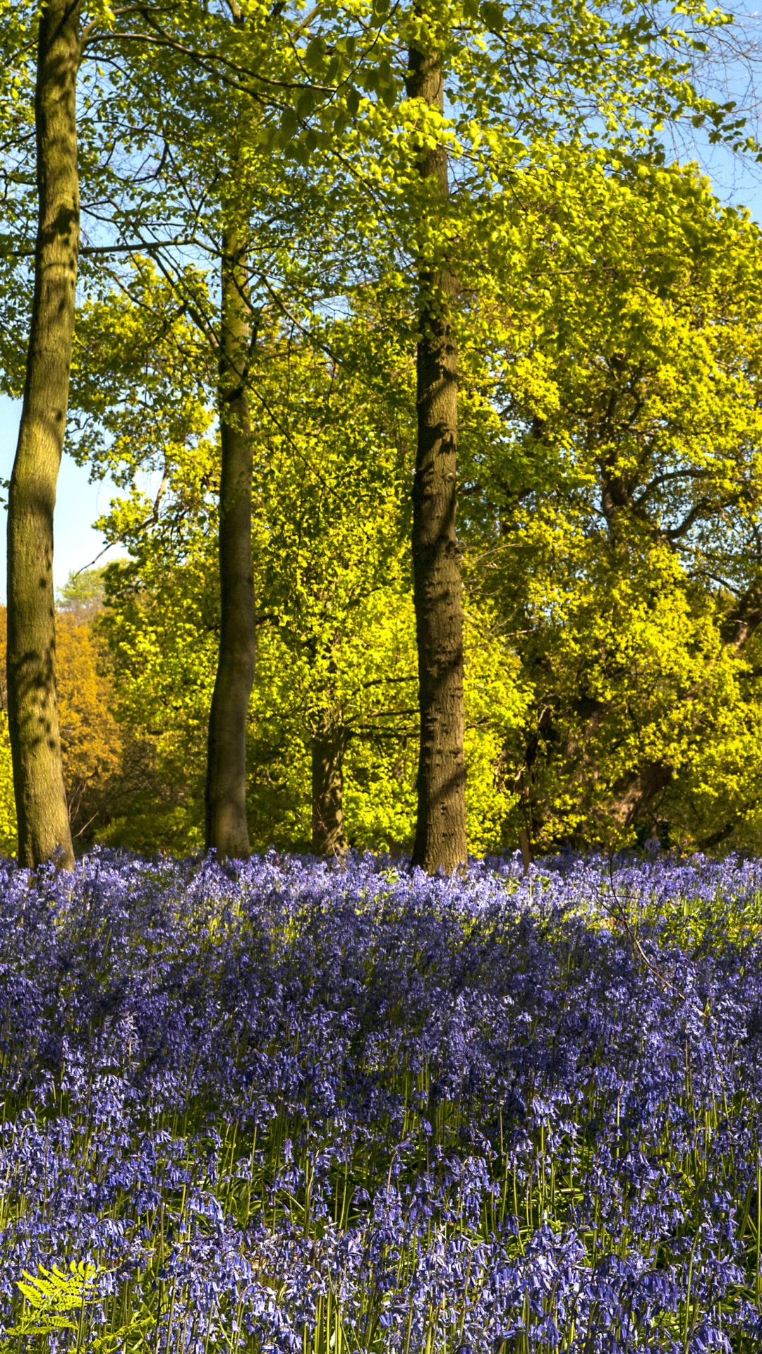 Earth Flower, Forest, Spring, Purple Flower, Earth, 1080x1920, Phone HD Wallpaper