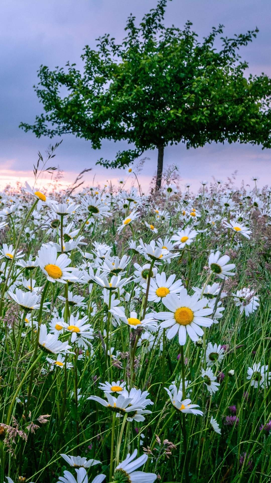 Earth Flower, Tree, Meadow, White Flower, Grass, Nature, 1080x1920, Phone HD Wallpaper