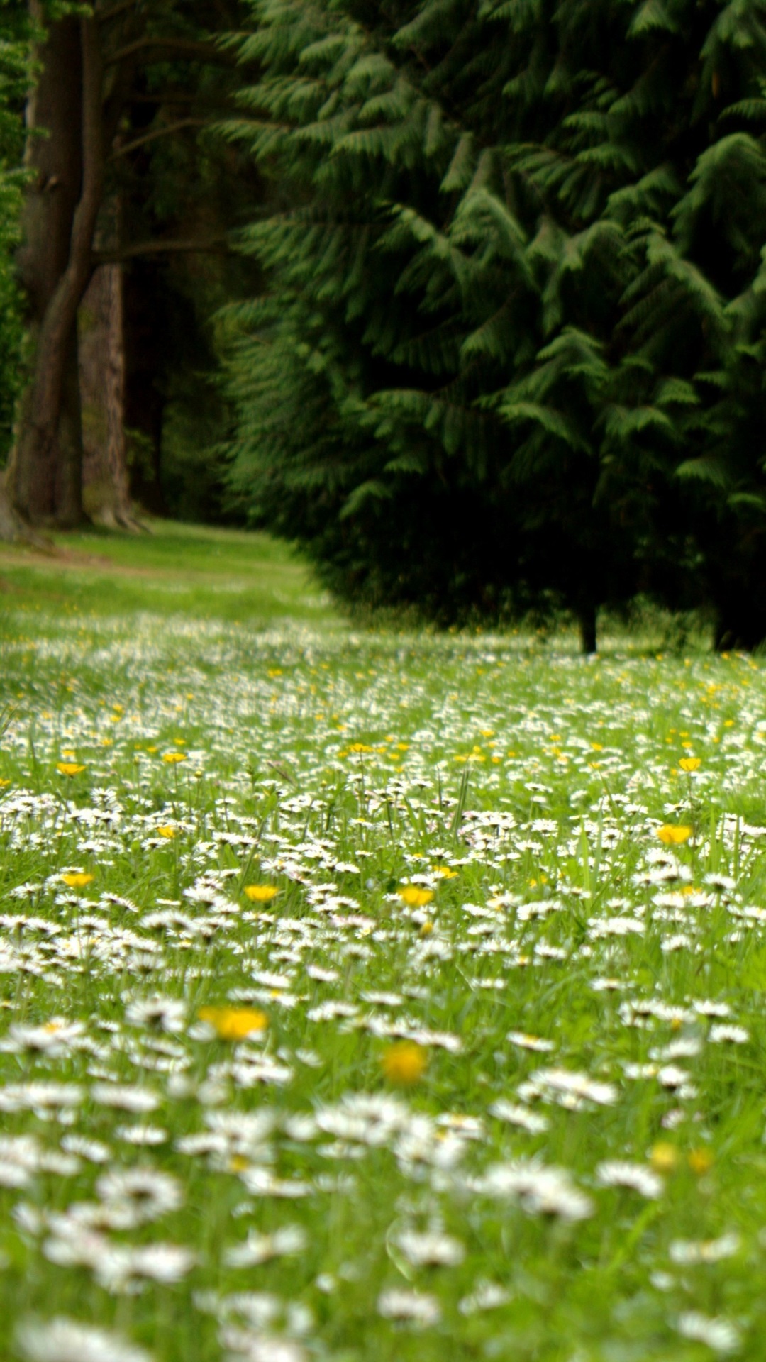 Earth Flower, White Flower, Nature, Grass, 1080x1920, Phone HD Wallpaper
