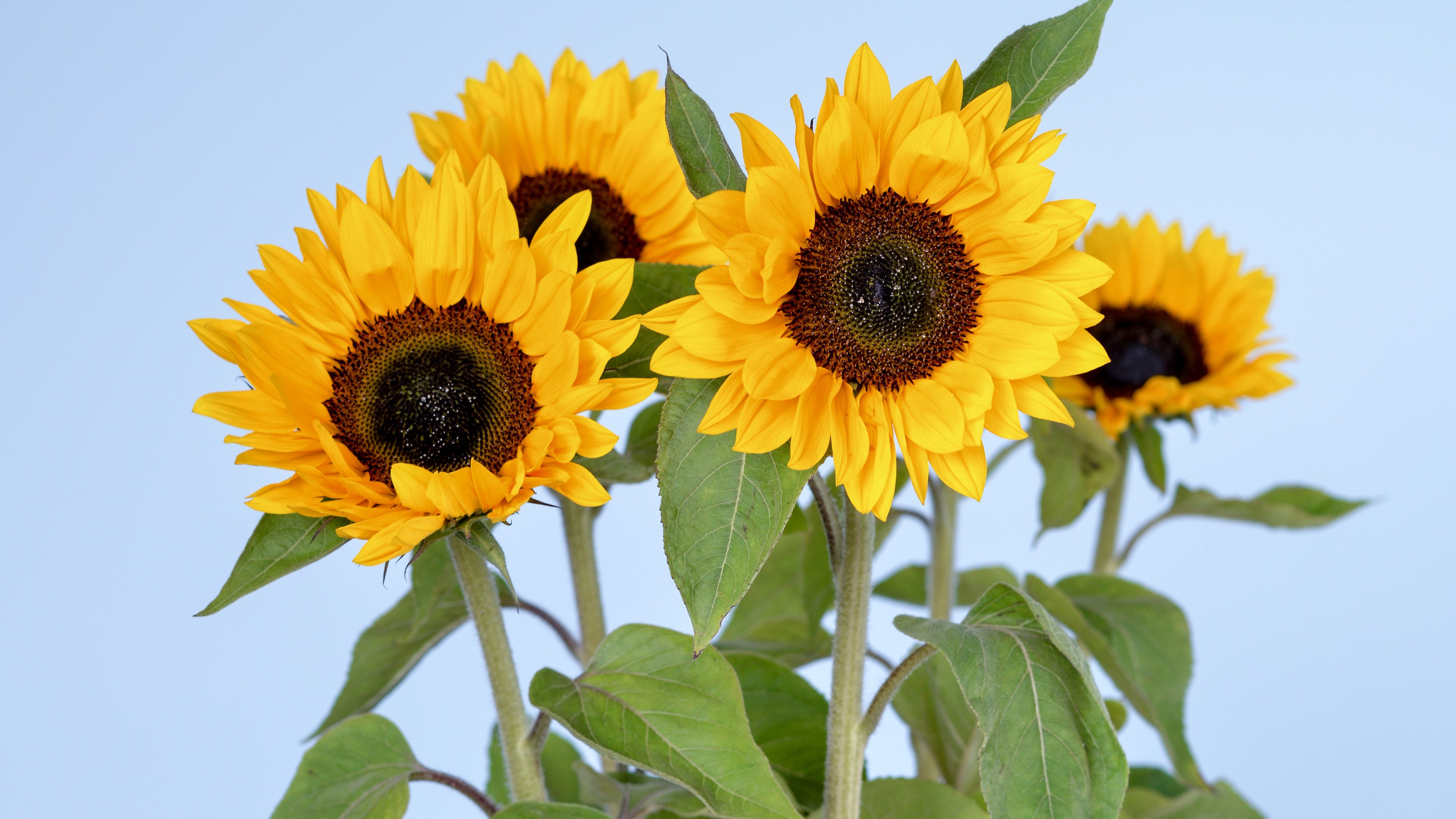 Sunflowers, 4K, flowers, sky, HD Wallpaper