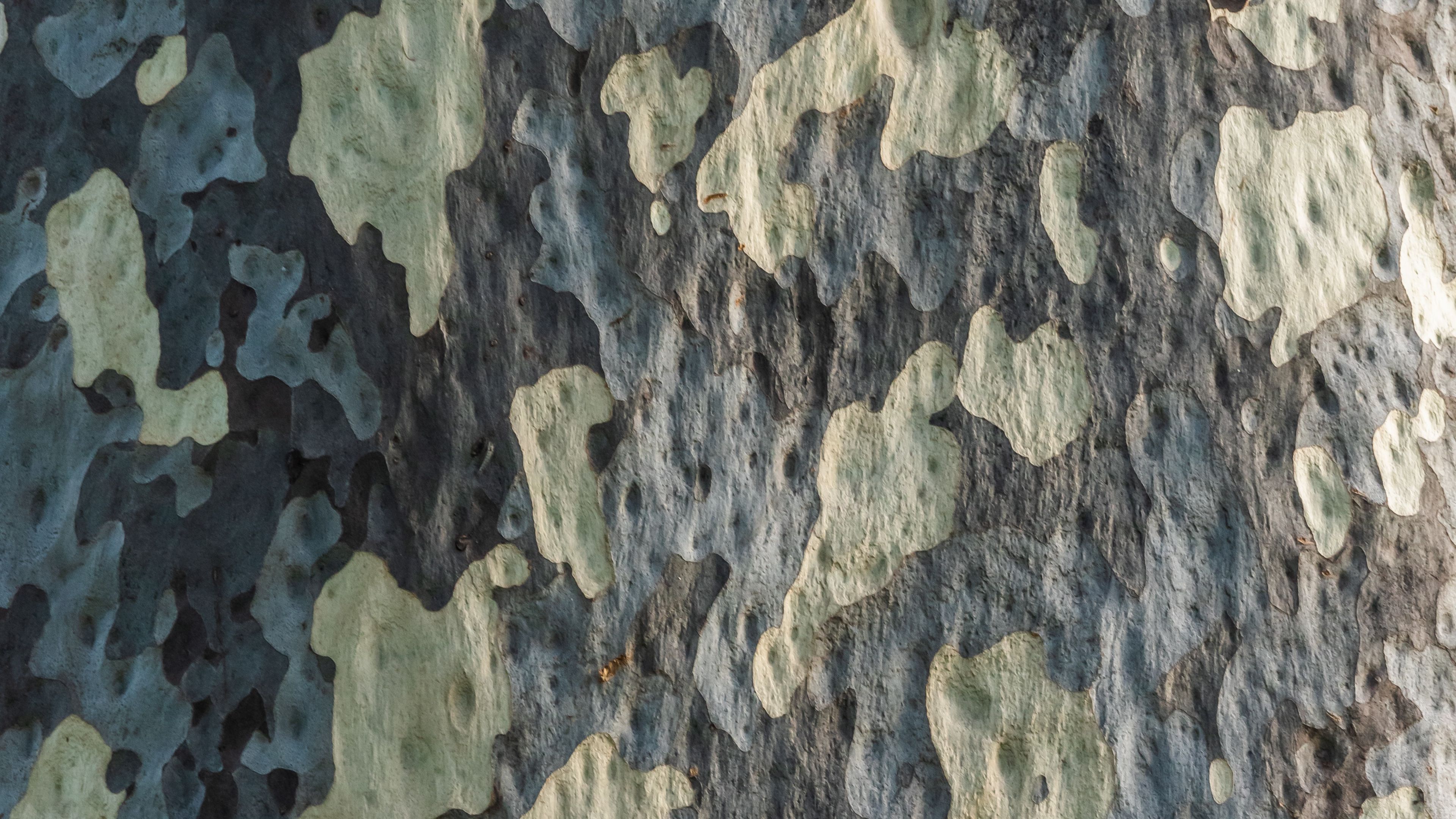 bark, tree, wooden, texture, pattern, 4k, HD Wallpaper