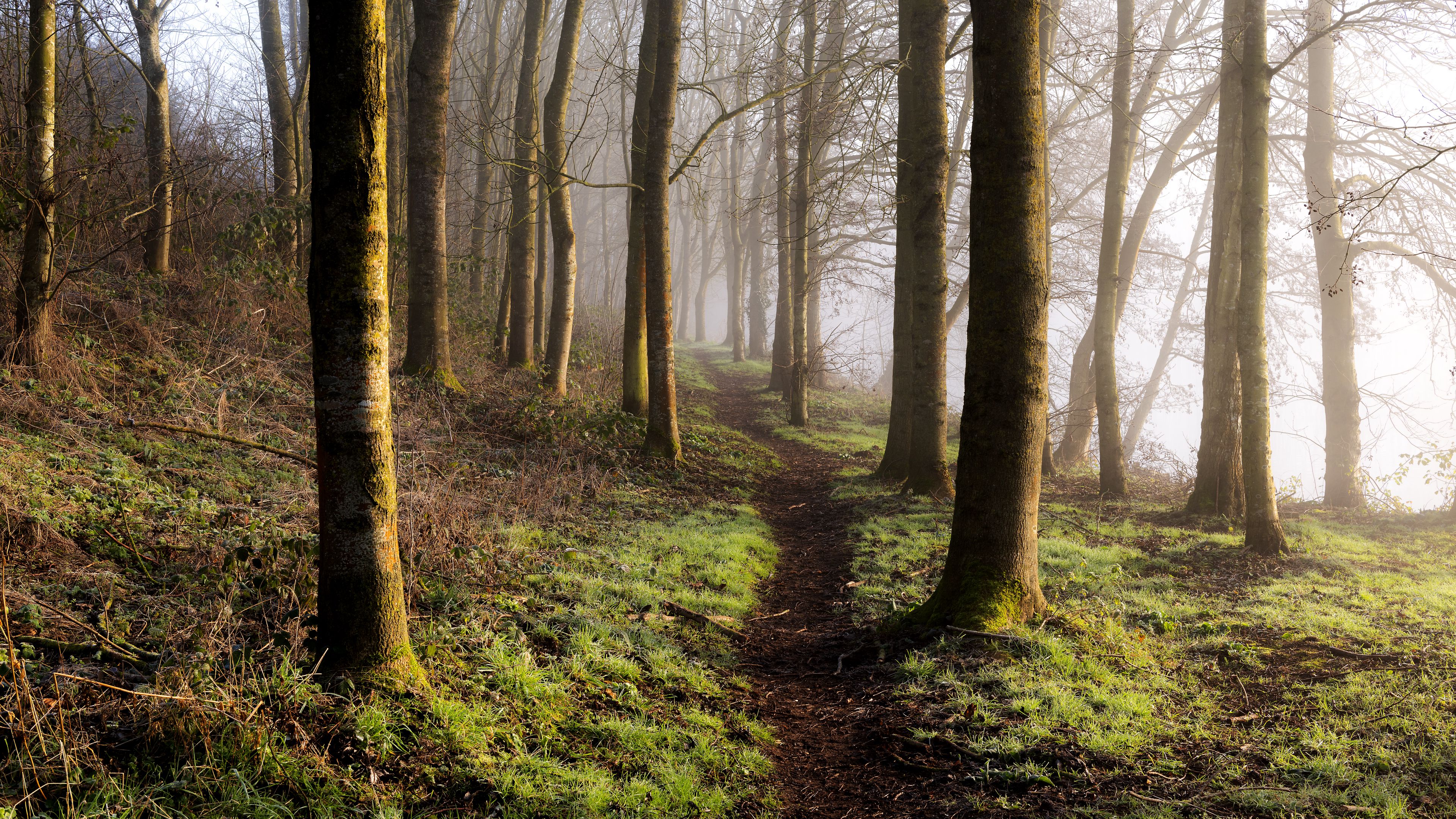 forest, trees, grass, path, 4k, HD Wallpaper