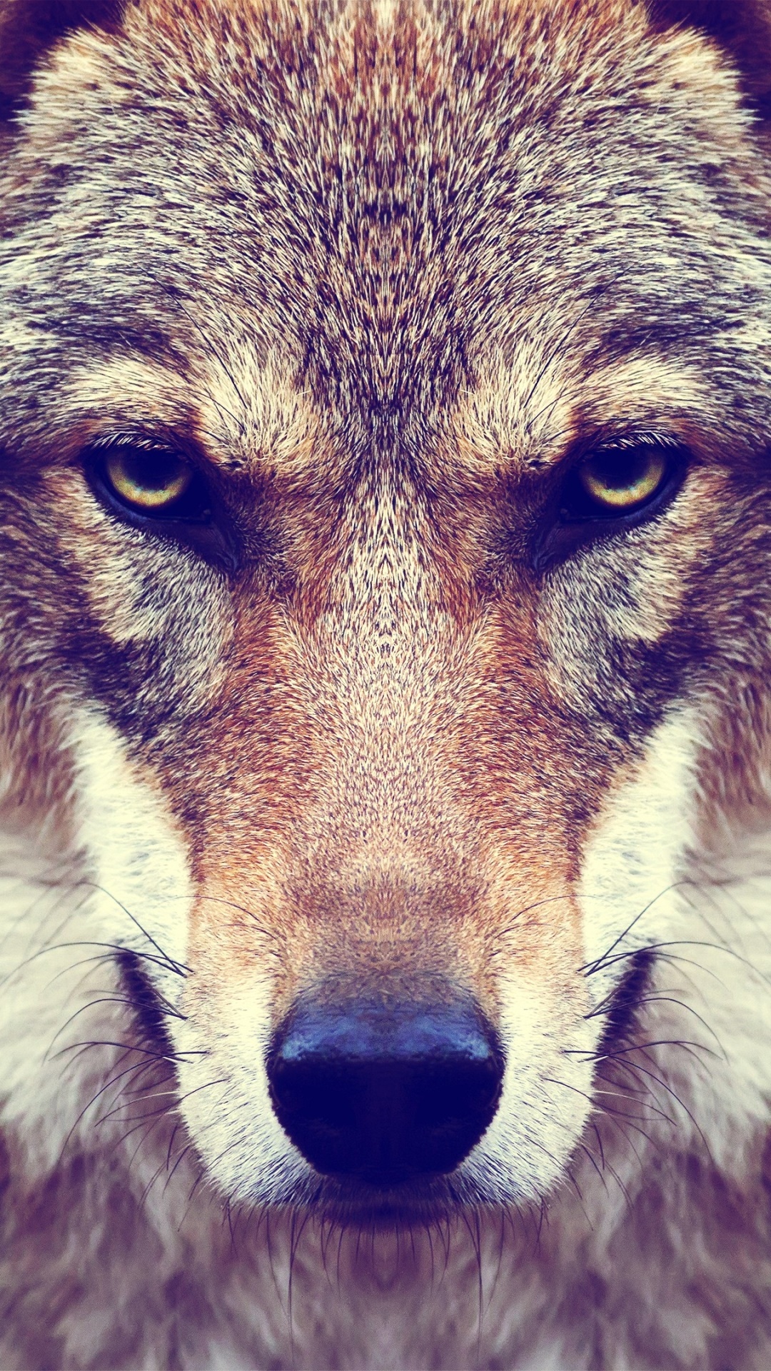 Animal Wolf, Stare, Face, Muzzle, 1080x1920, Phone HD Wallpaper