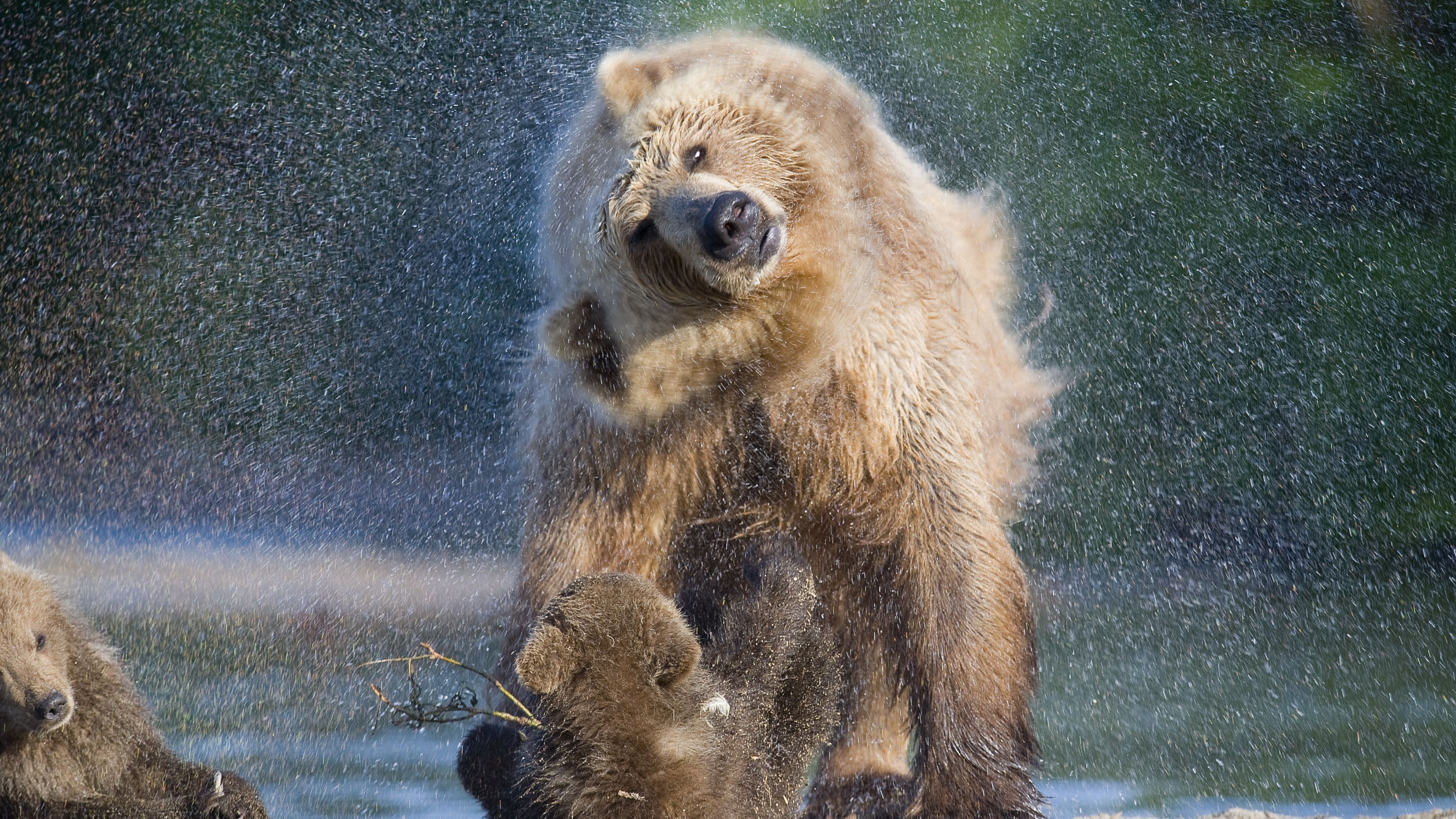 Bear, Kamchatka, Russia, HD Wallpaper