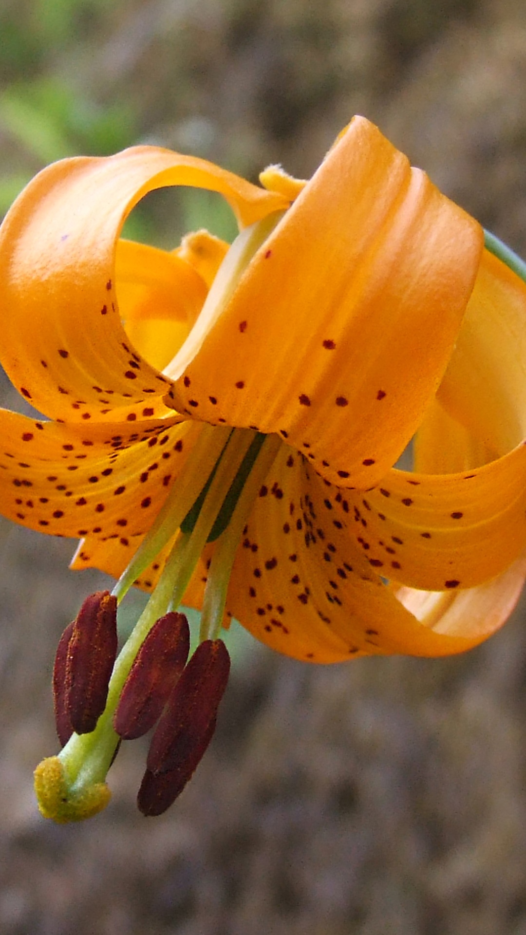 Earth Flower, 1080x1920, Phone HD Wallpaper