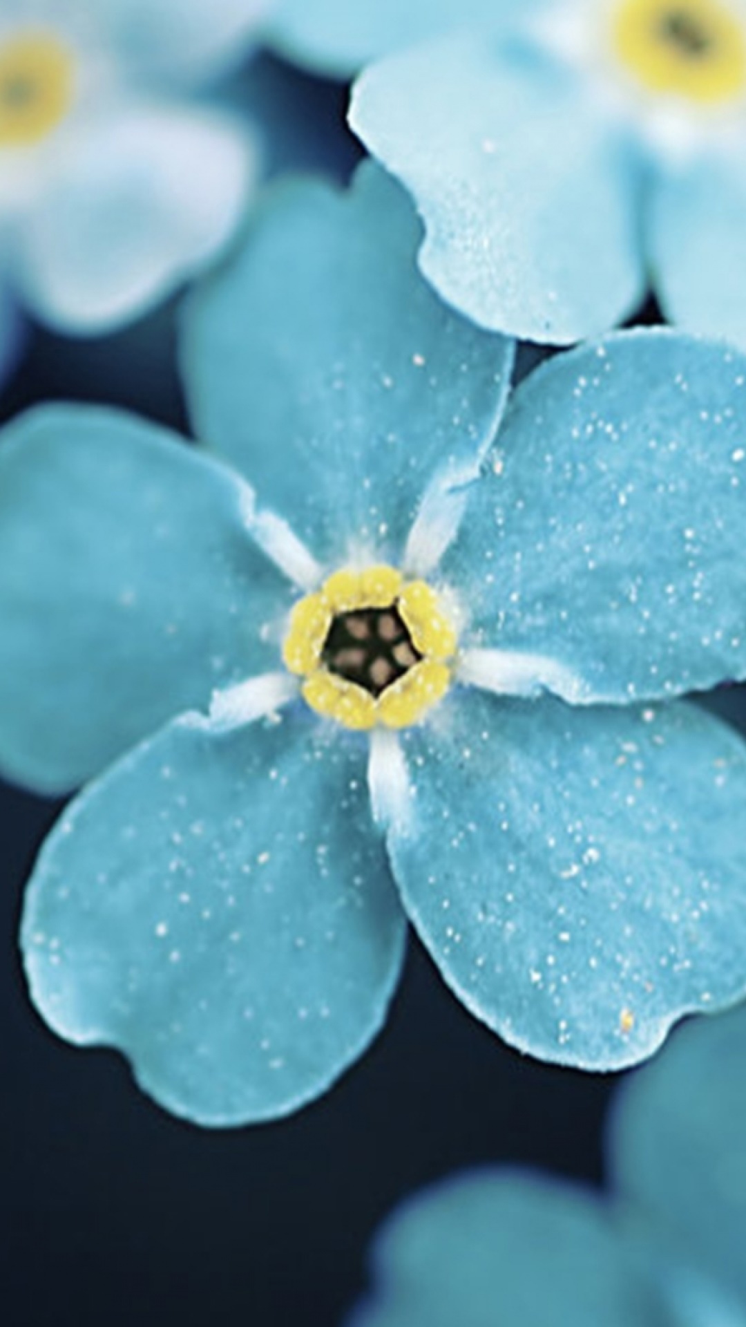 Earth Flower, 1080x1920, Phone HD Wallpaper