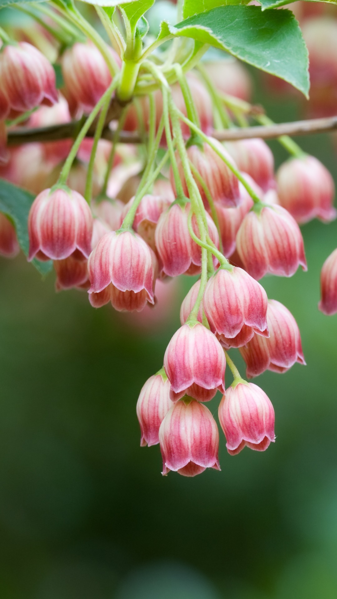 Earth Flower, Branch, Pink Flower, Nature, 1080x1920, Phone HD Wallpaper