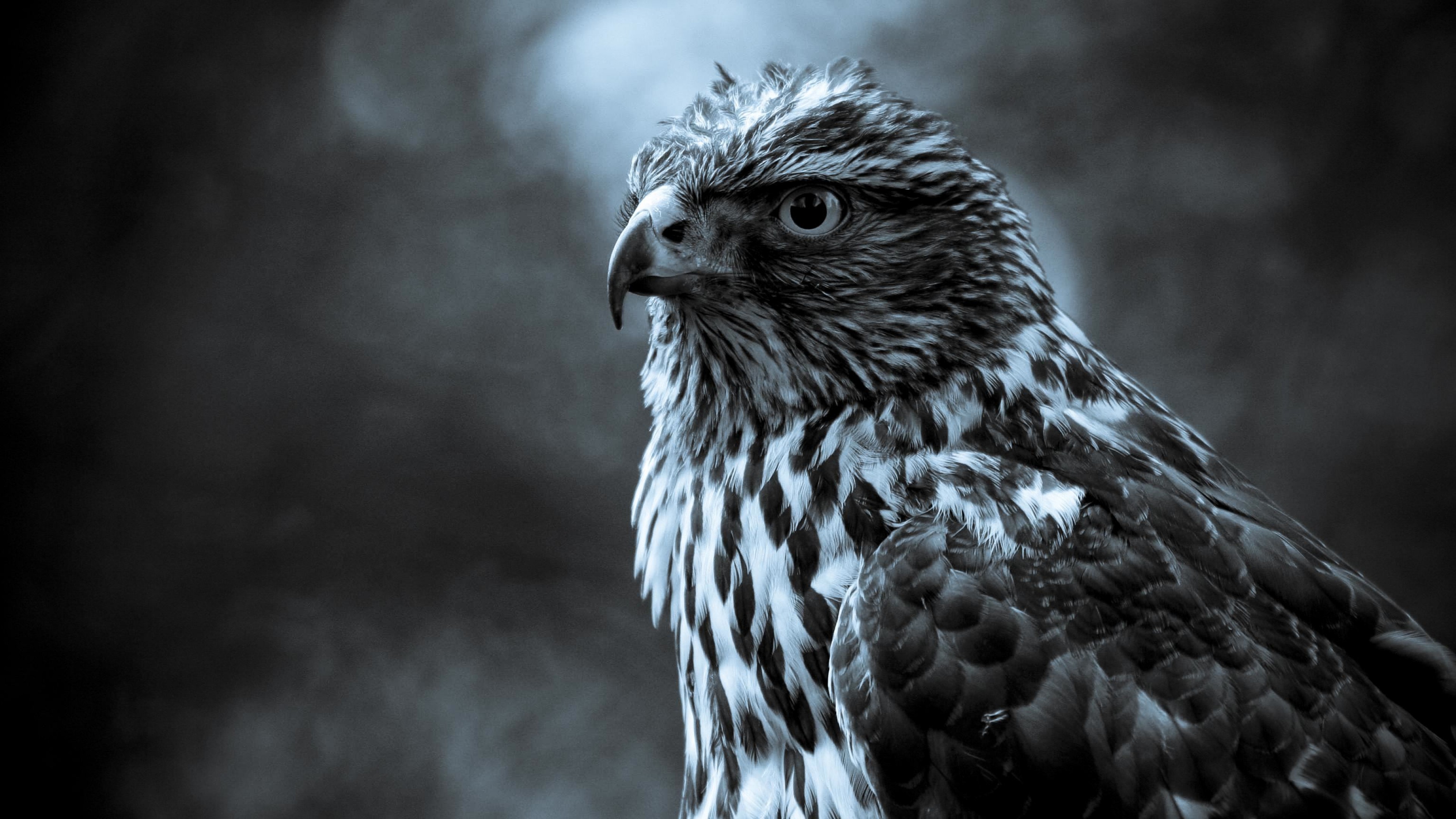 Eagle, look, cute animals, blur, HD Wallpaper