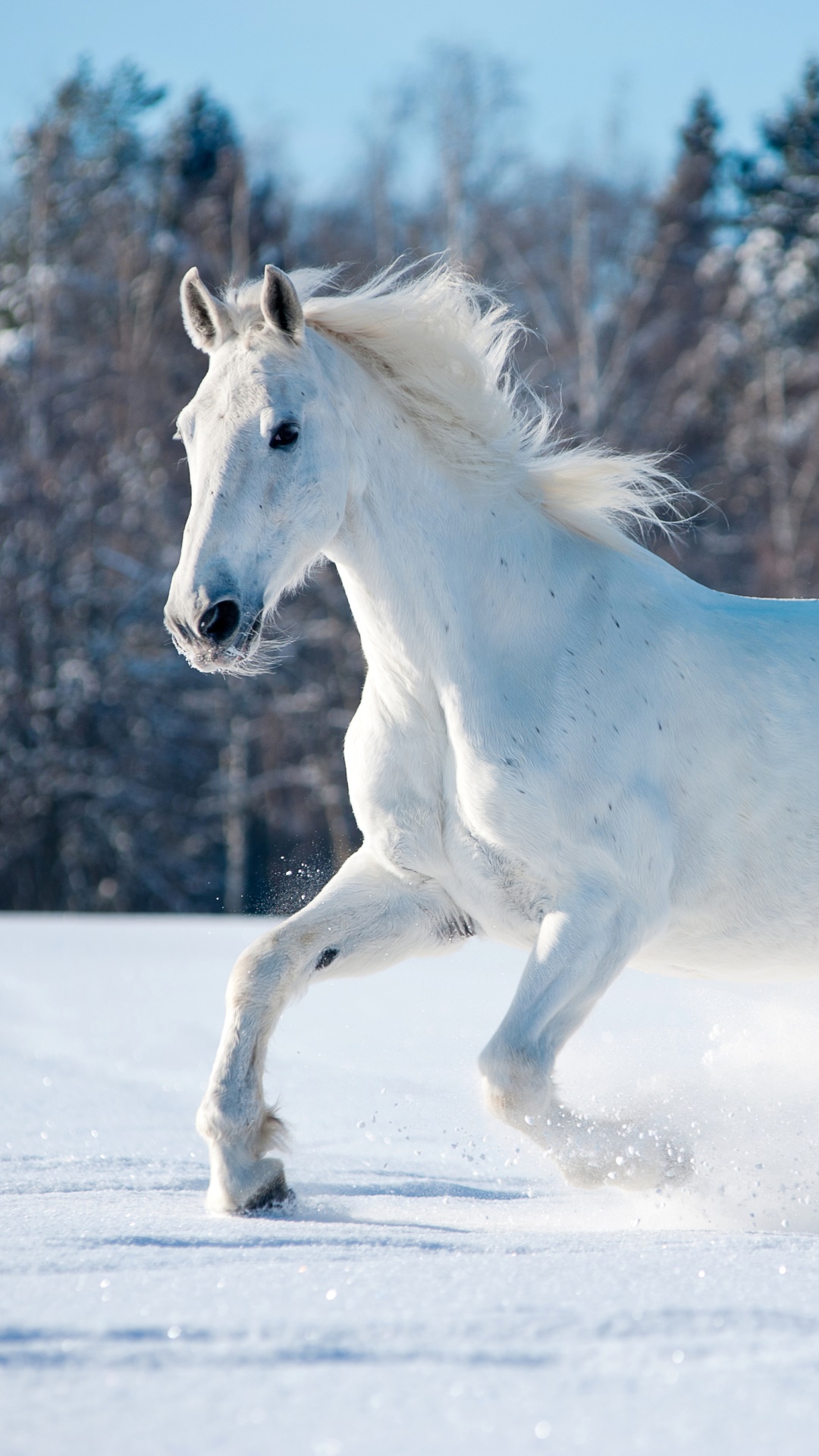 Animal Horse, 1080x1920, Phone HD Wallpaper