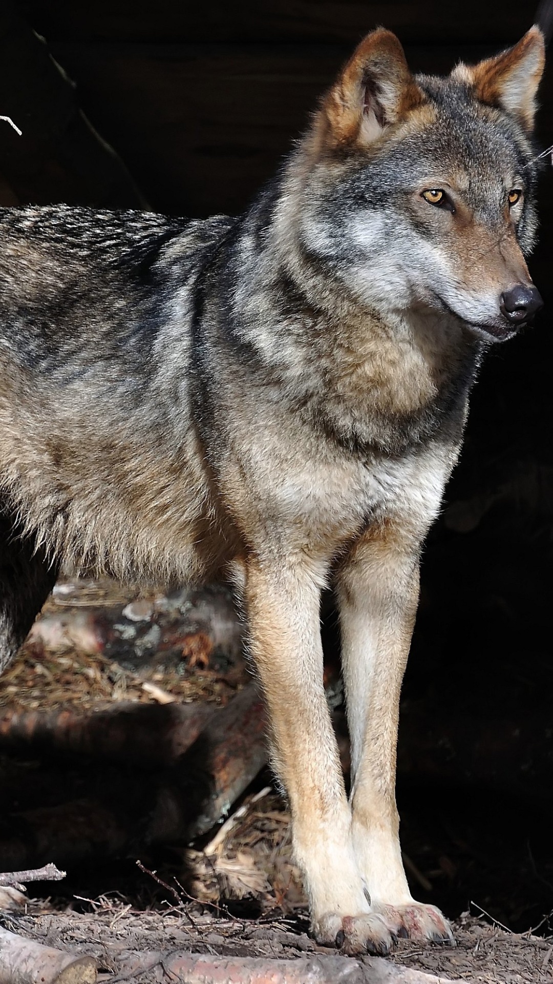 Animal Wolf, 1080x1920, Phone HD Wallpaper