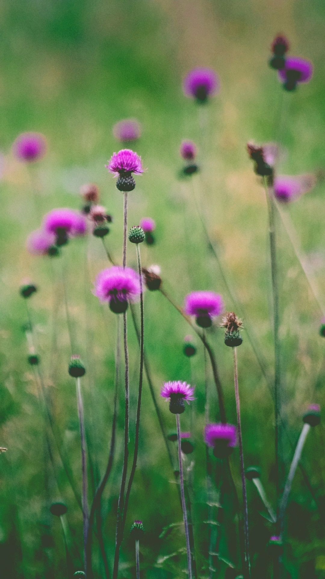 Earth Flower, Blur, Purple Flower, Nature, 1080x1920, Phone HD Wallpaper