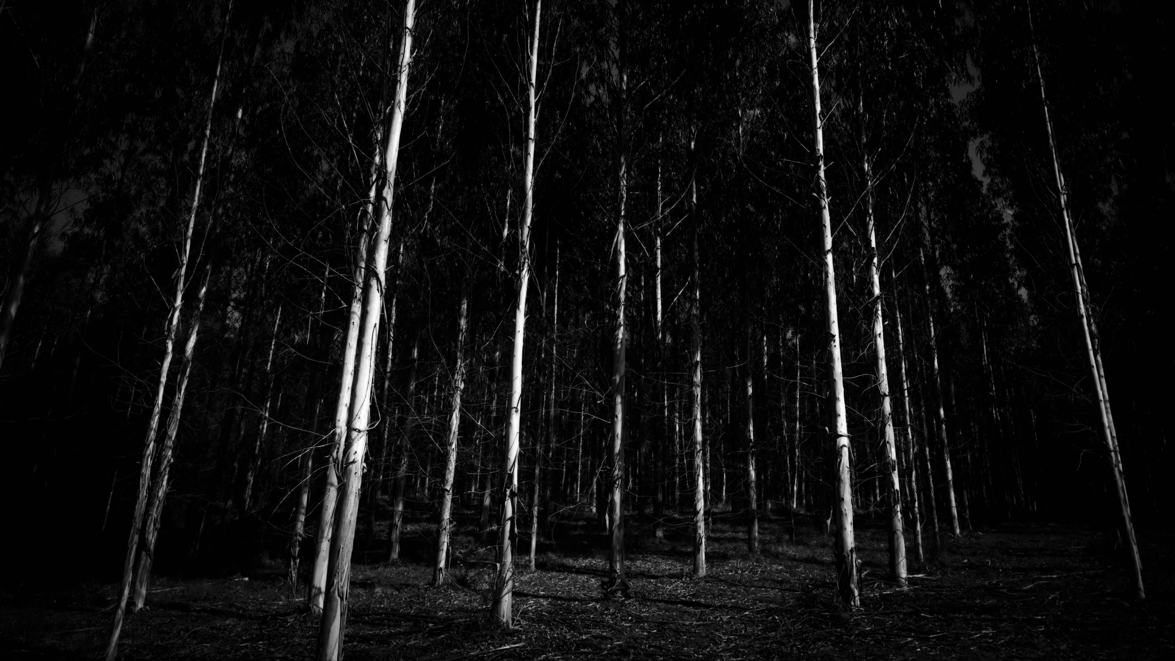 bw, trees, forest, gloomy, 4k, HD Wallpaper