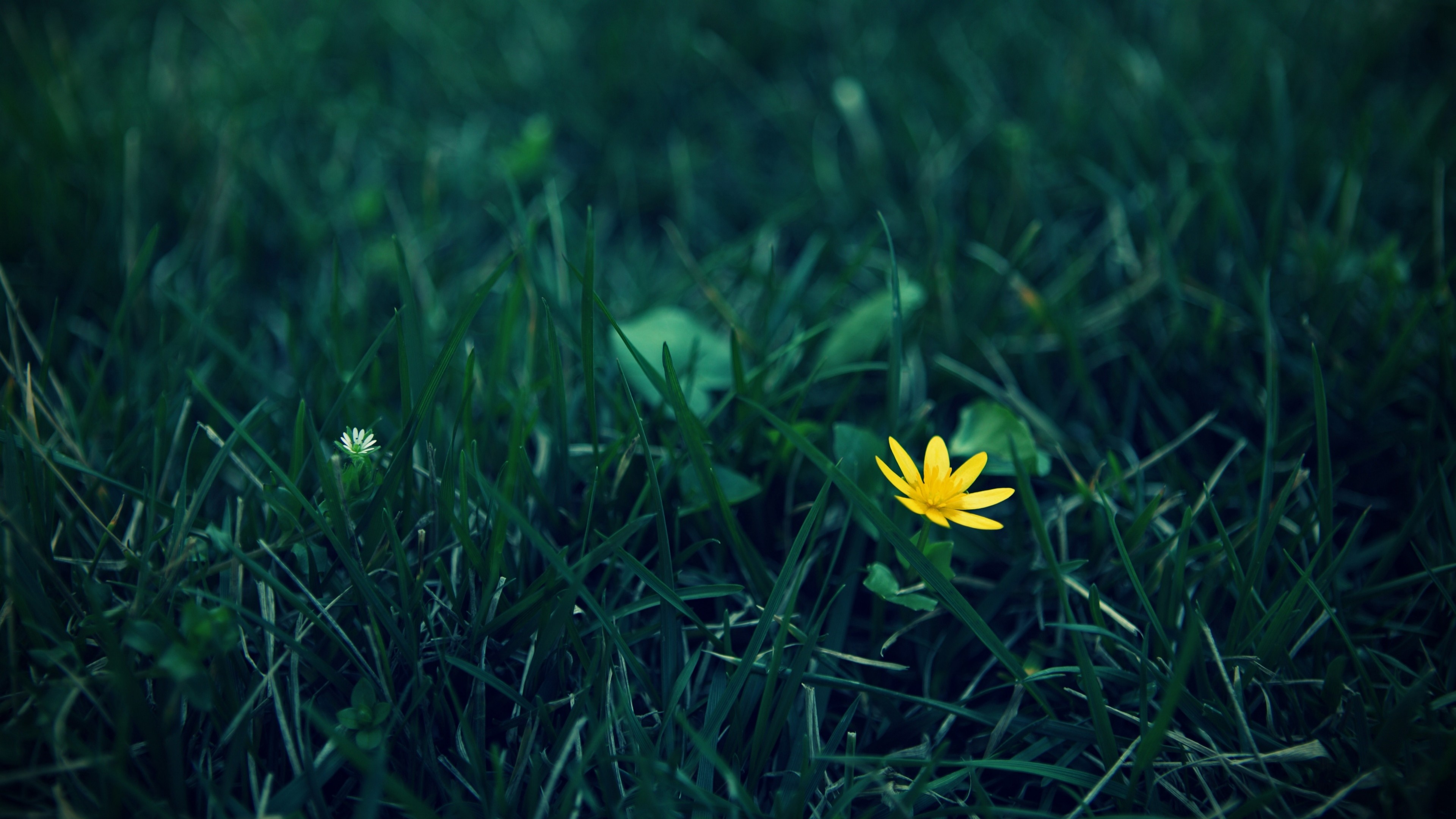 Wildflower, 4K, meadows, yellow, flower, HD Wallpaper