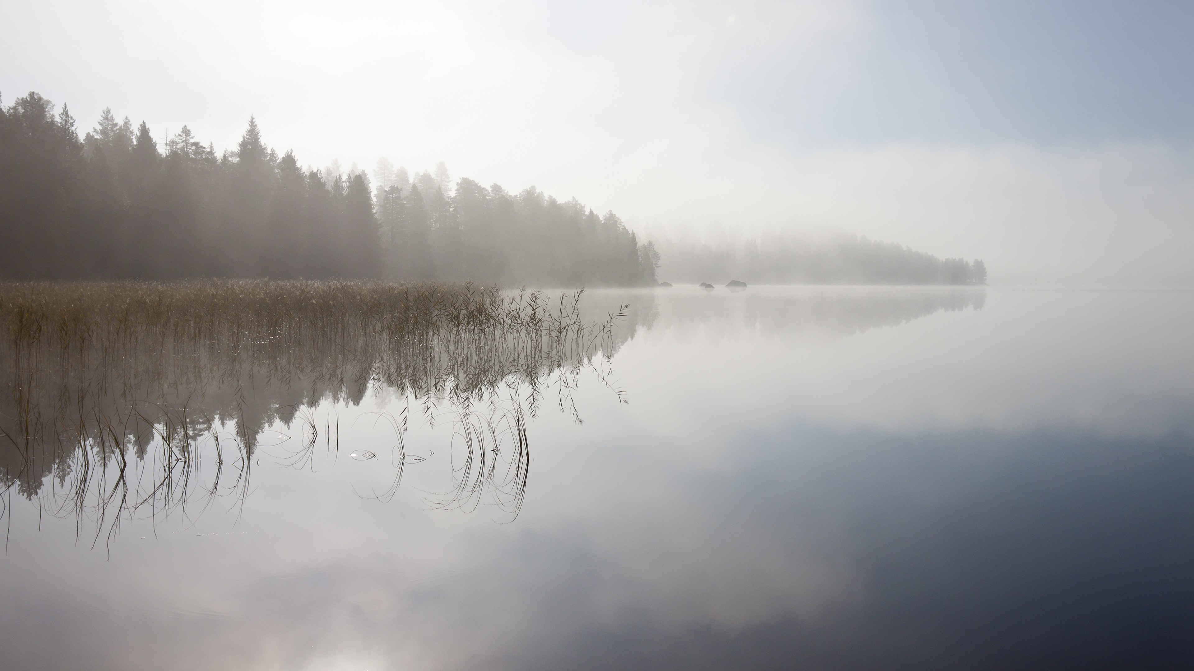 River, 4K, fog, trees, sky, HD Wallpaper