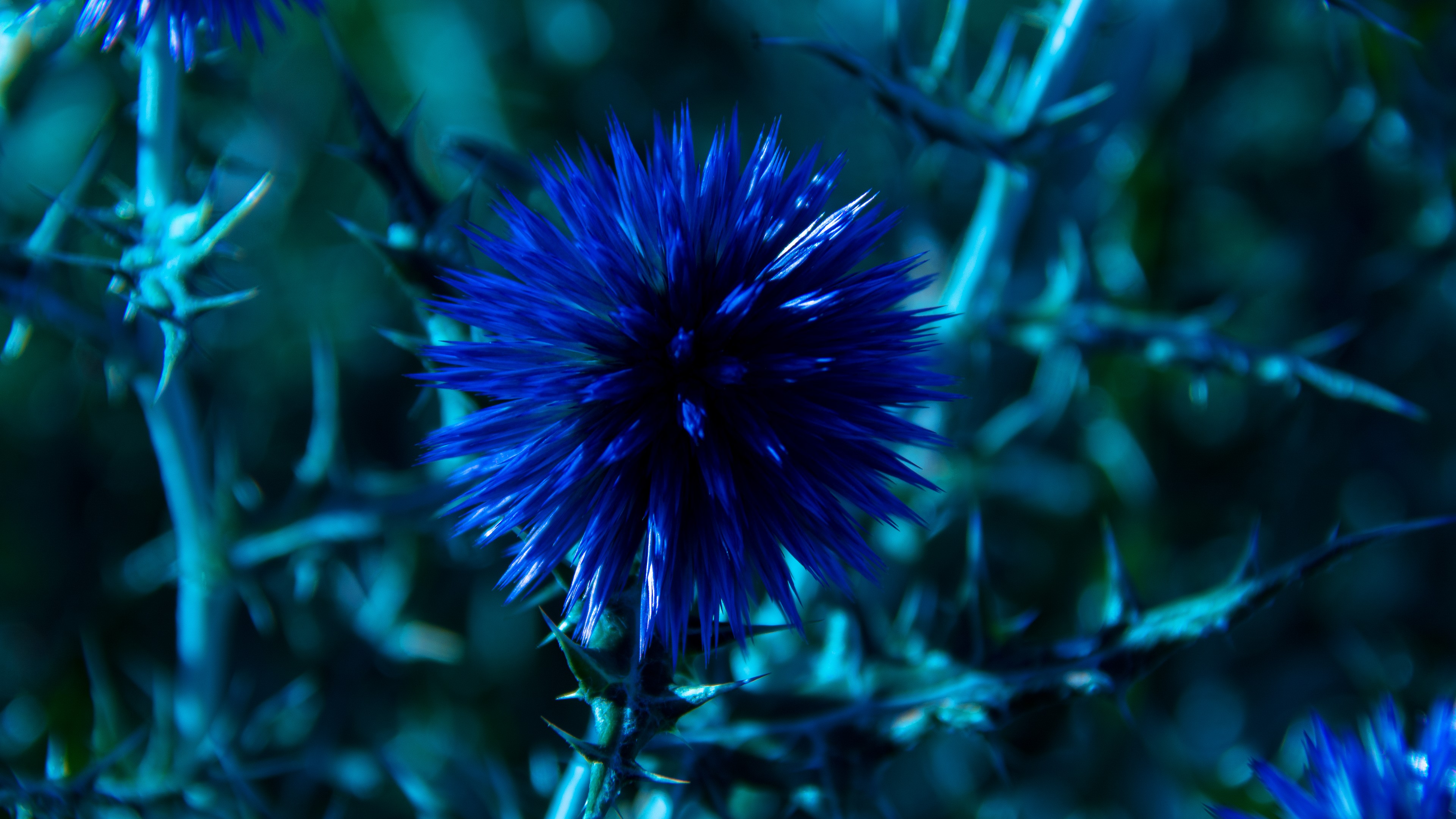 Chardon, 4k, flowers, blue, HD Wallpaper