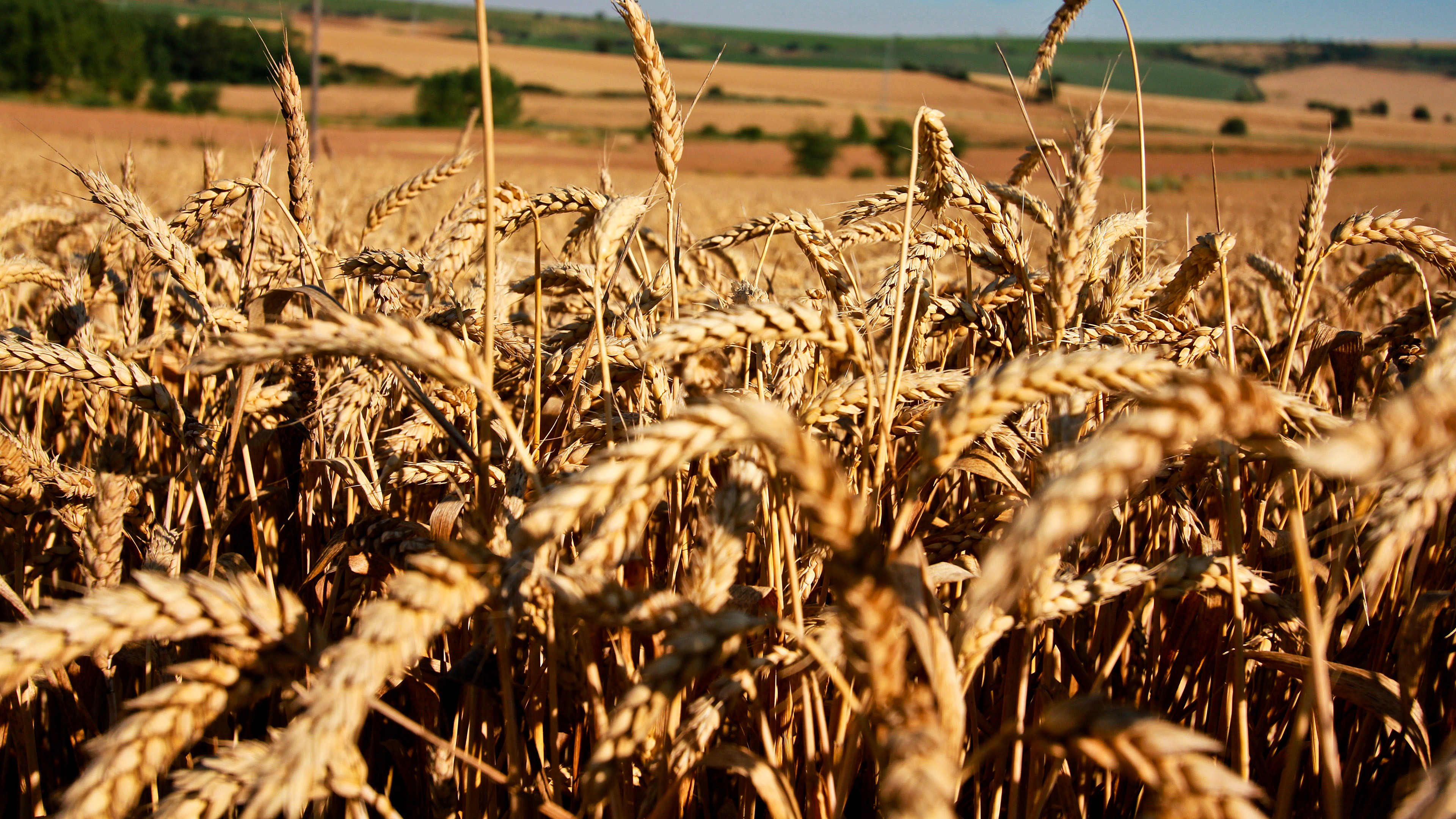 Meadows, 4K, wheat, field, HD Wallpaper