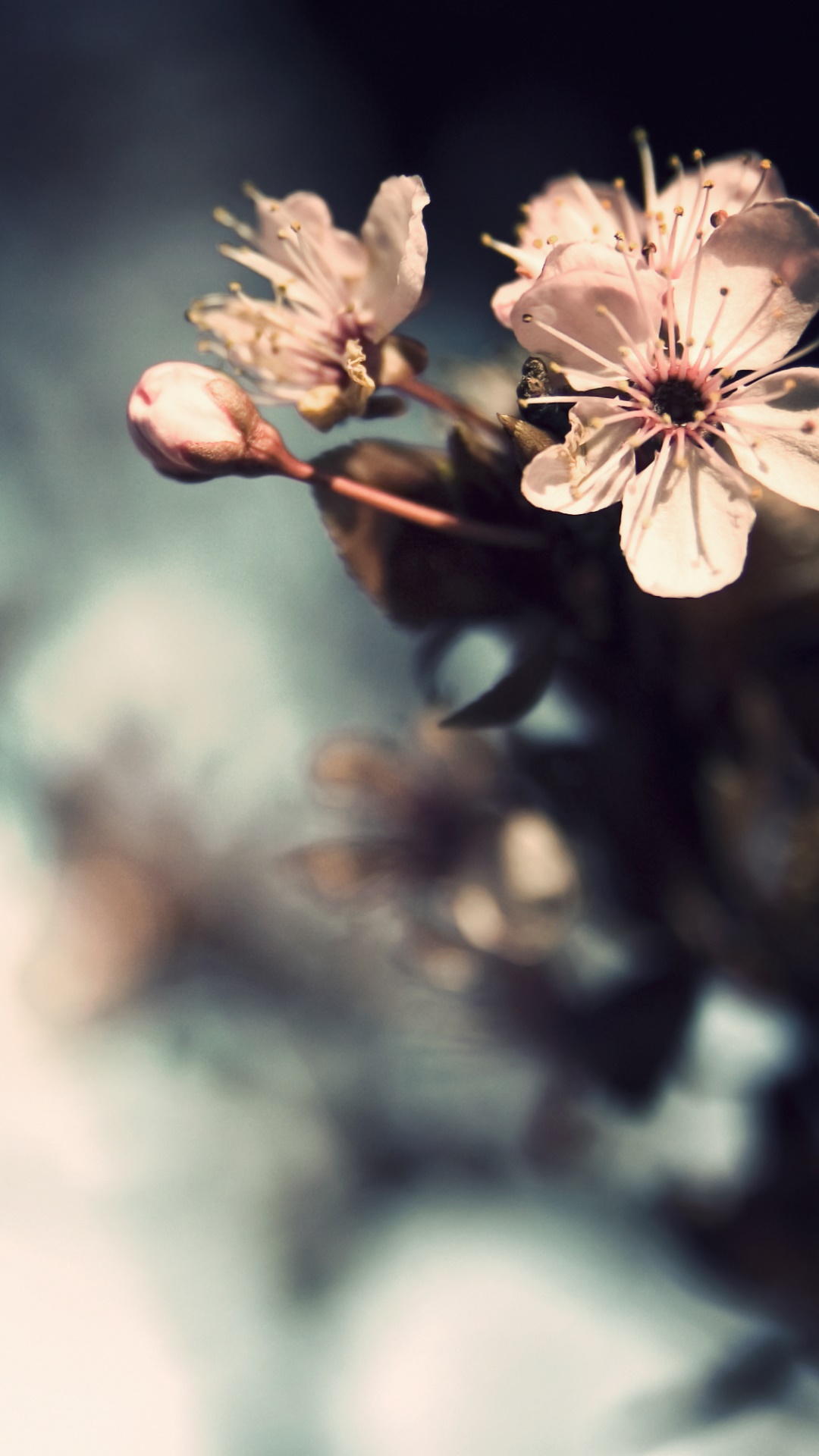 Earth Flower, 1080x1920, Phone HD Wallpaper