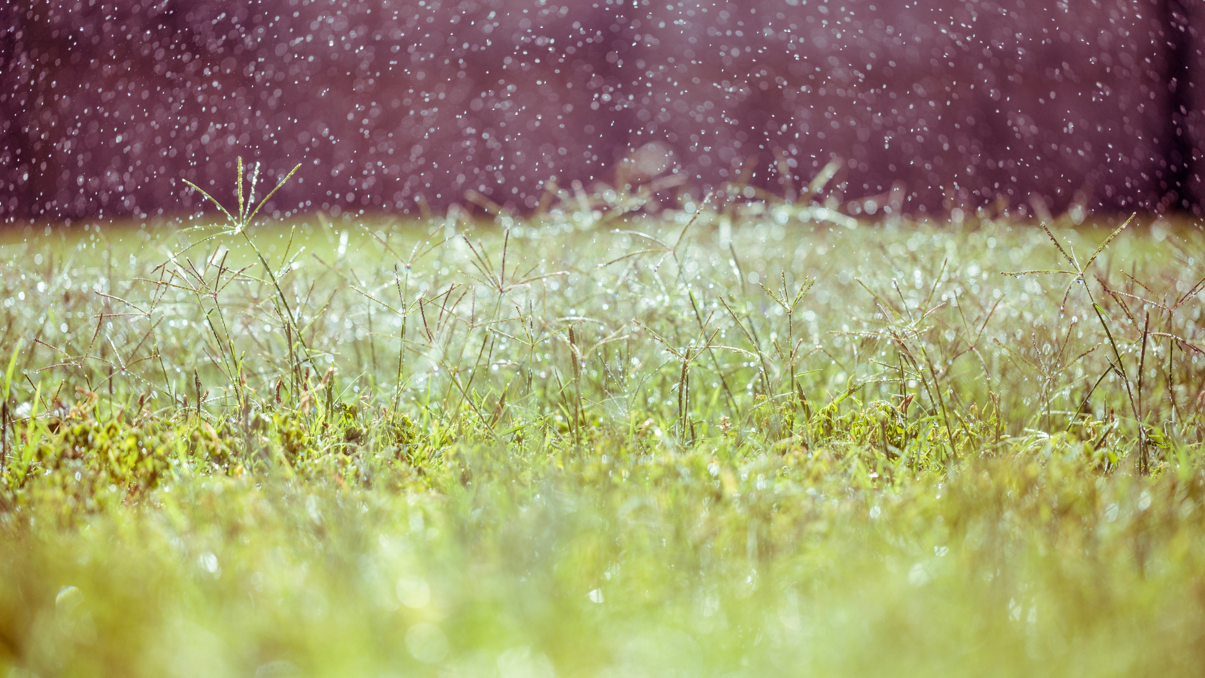 Meadows, 4k, wildflowers, blur, HD Wallpaper