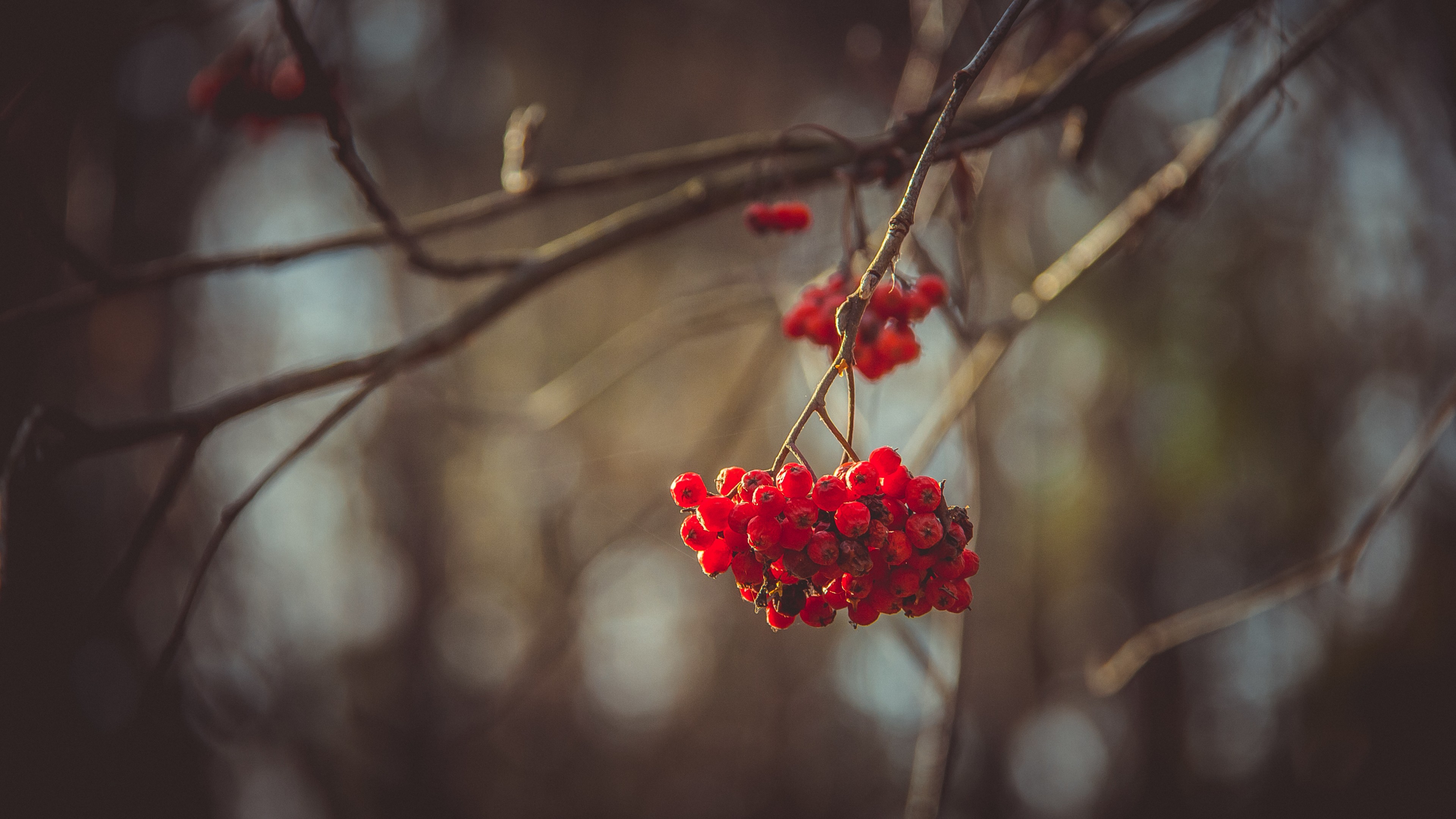 Viburnum, 4k, tree, autumn, blur, HD Wallpaper